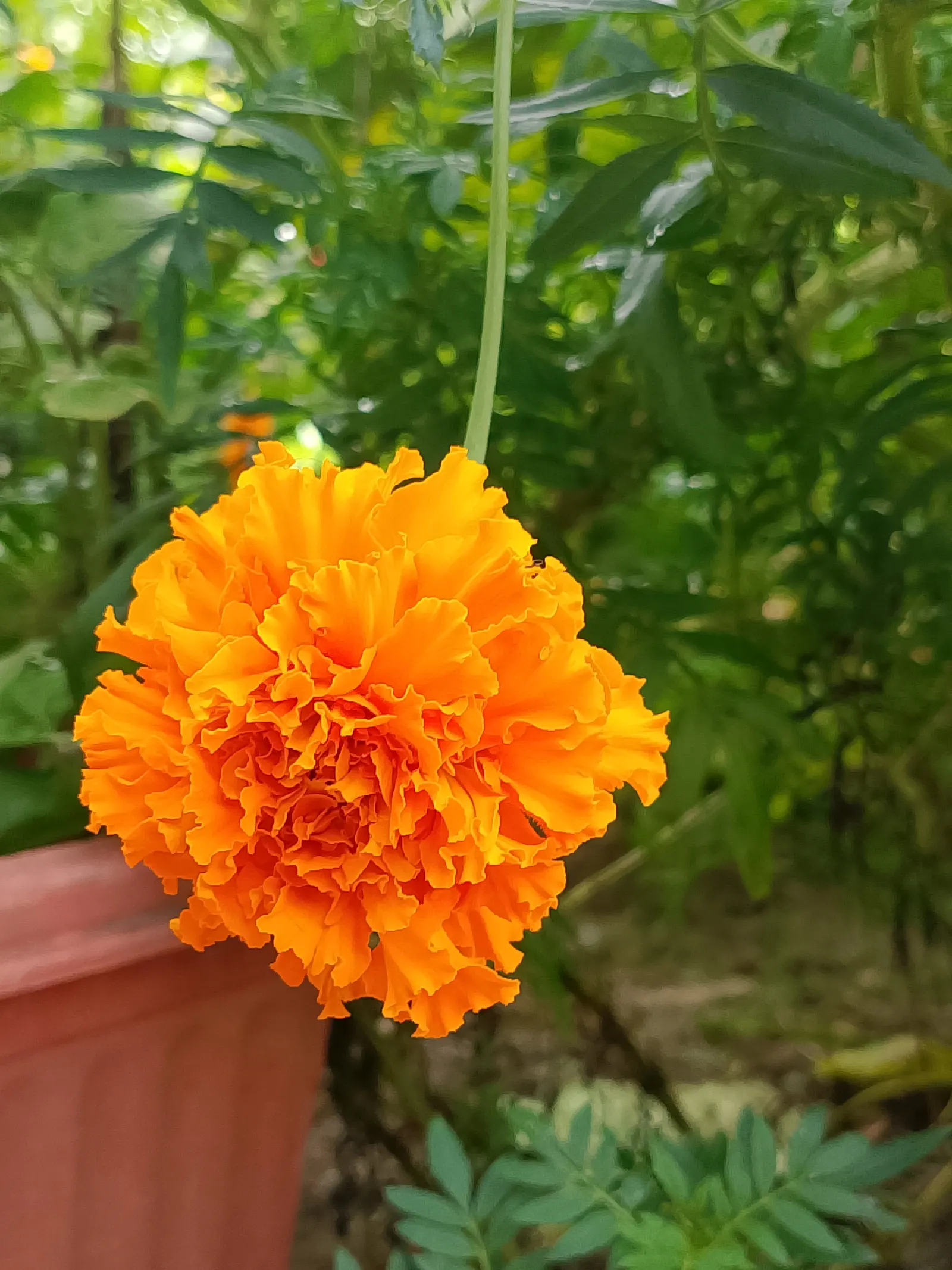 Marigold (Tagetes Hybrids) — providing long-lasting beauty and color; ensuring ample airflow to deter mildew and promote healthy growth, image 73