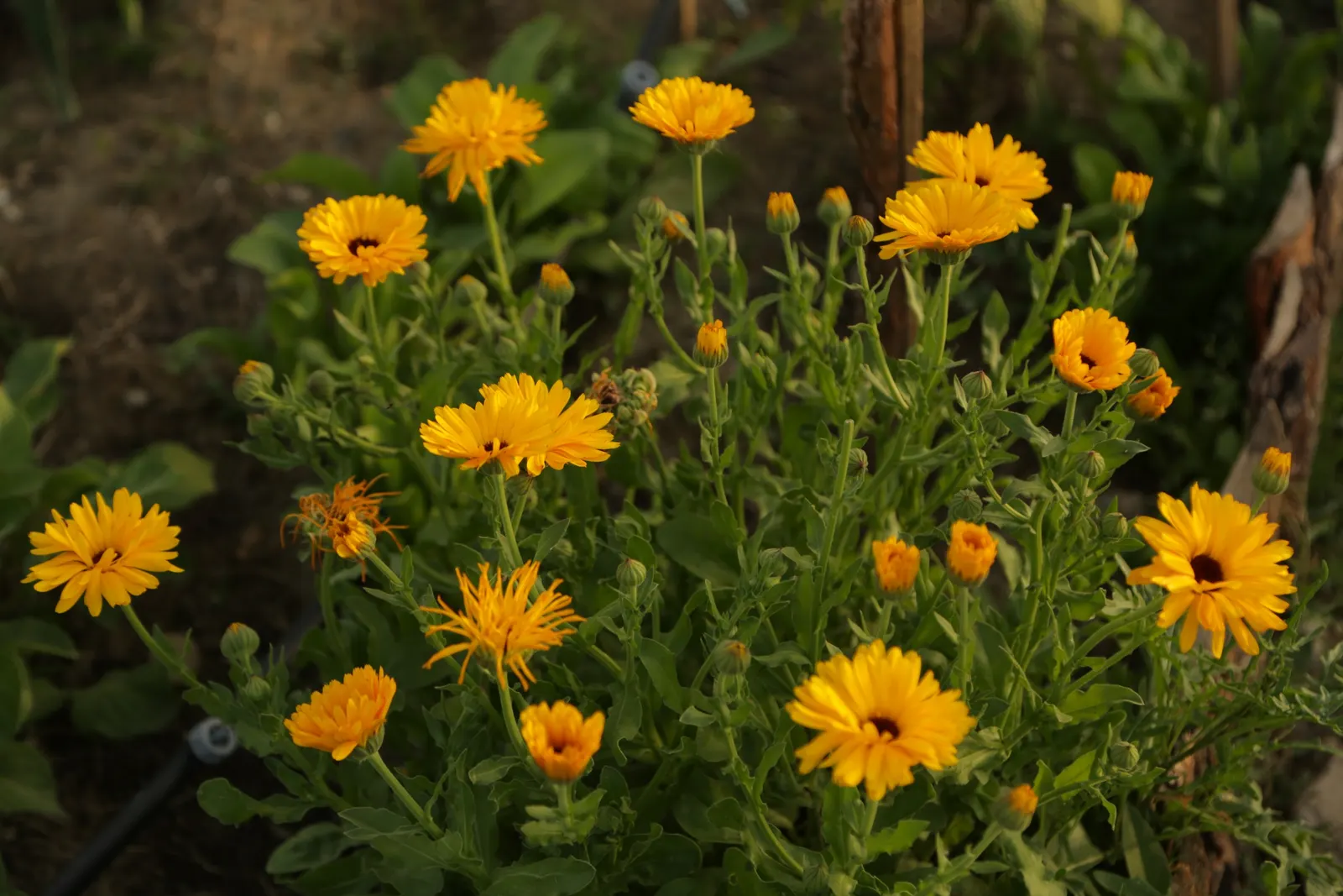 Marigold (Tagetes Hybrids) — gold and yellow flowers in the garden; common heights range from 6 to 24 inches, appealing for borders, beds, and container accents