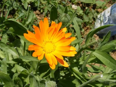Marigold (Tagetes Hybrids) — marigolds should be spaced about 8 to 10 inches apart; although regular watering during prolonged dry spells will keep, image 51