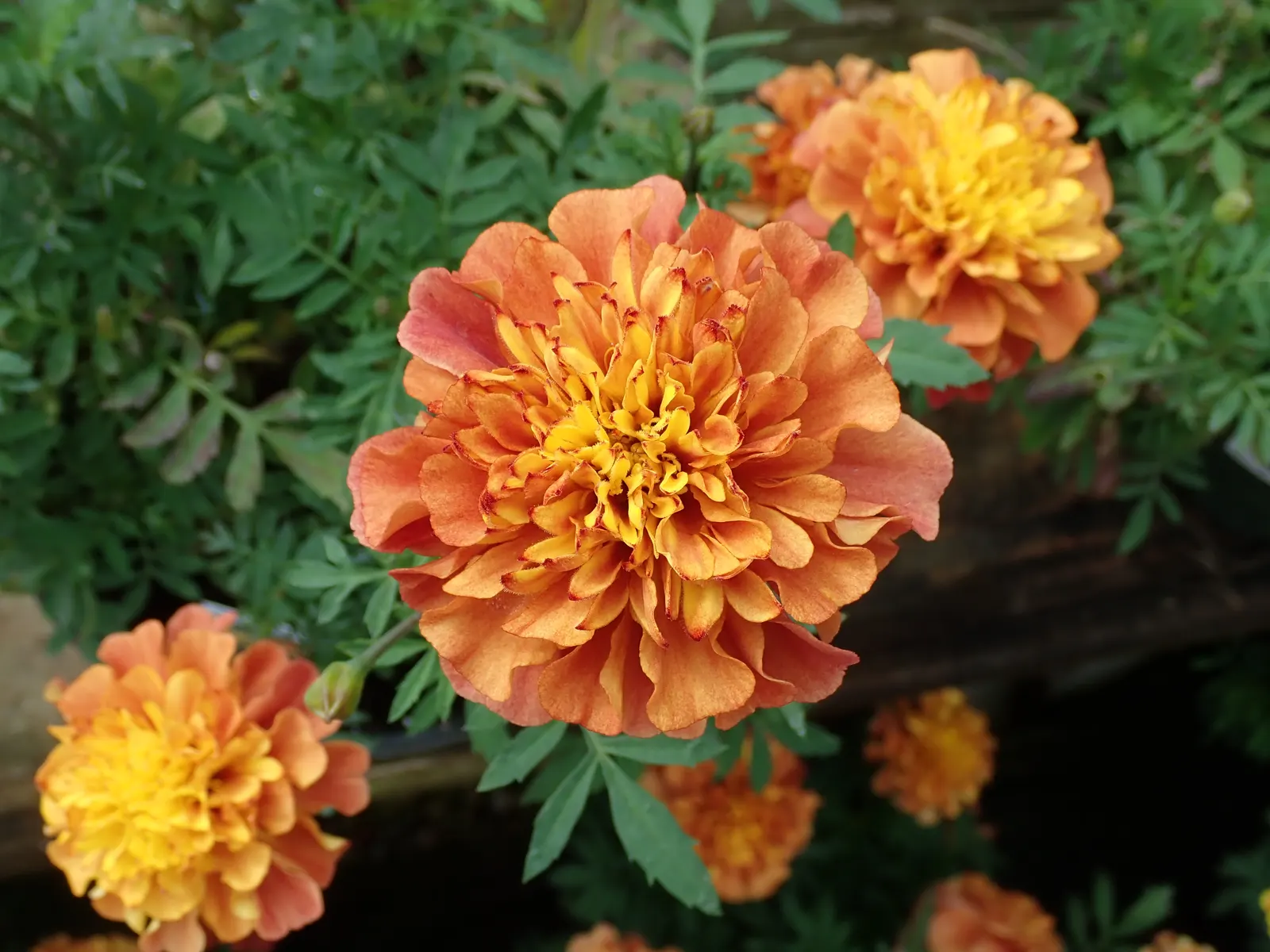 Marigold (Tagetes Hybrids) — although regular watering during prolonged dry spells will keep them thriving.<br><br>When planting; their distinctive, image 50