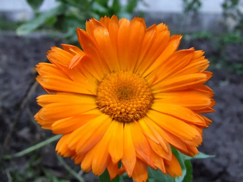 Marigold (Tagetes Hybrids) — ensuring ample airflow to deter mildew and promote healthy growth; annual for full, image 52
