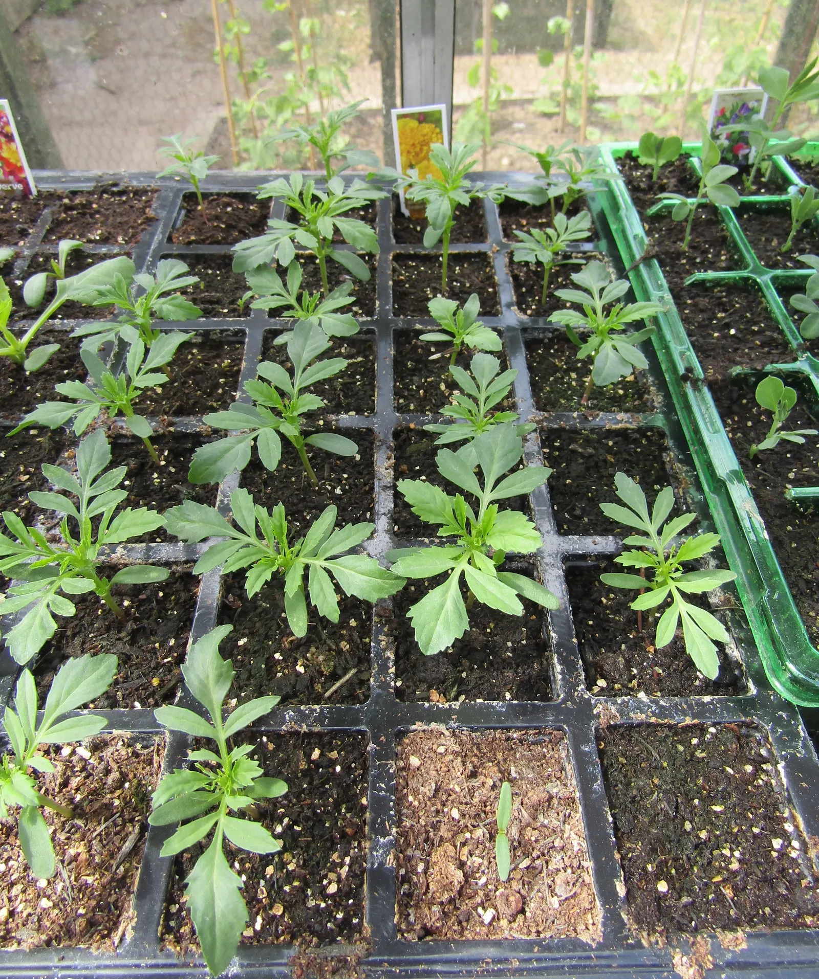 Marigold (Tagetes Hybrids) — ensuring ample airflow to deter mildew and promote healthy growth; annual for full, image 166