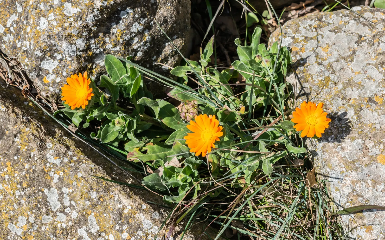 Marigold (Tagetes Hybrids) — their pungent scent is a natural deterrent for many pests and can attract beneficial insects; these robust plants are, image 72