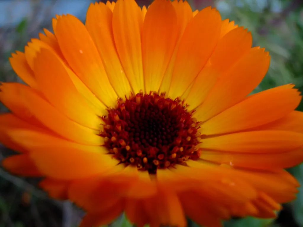 Marigold (Tagetes Hybrids) — These robust plants are renowned for their vivid yellow, orange, and deep red flowers; marigolds generally range in, image 64