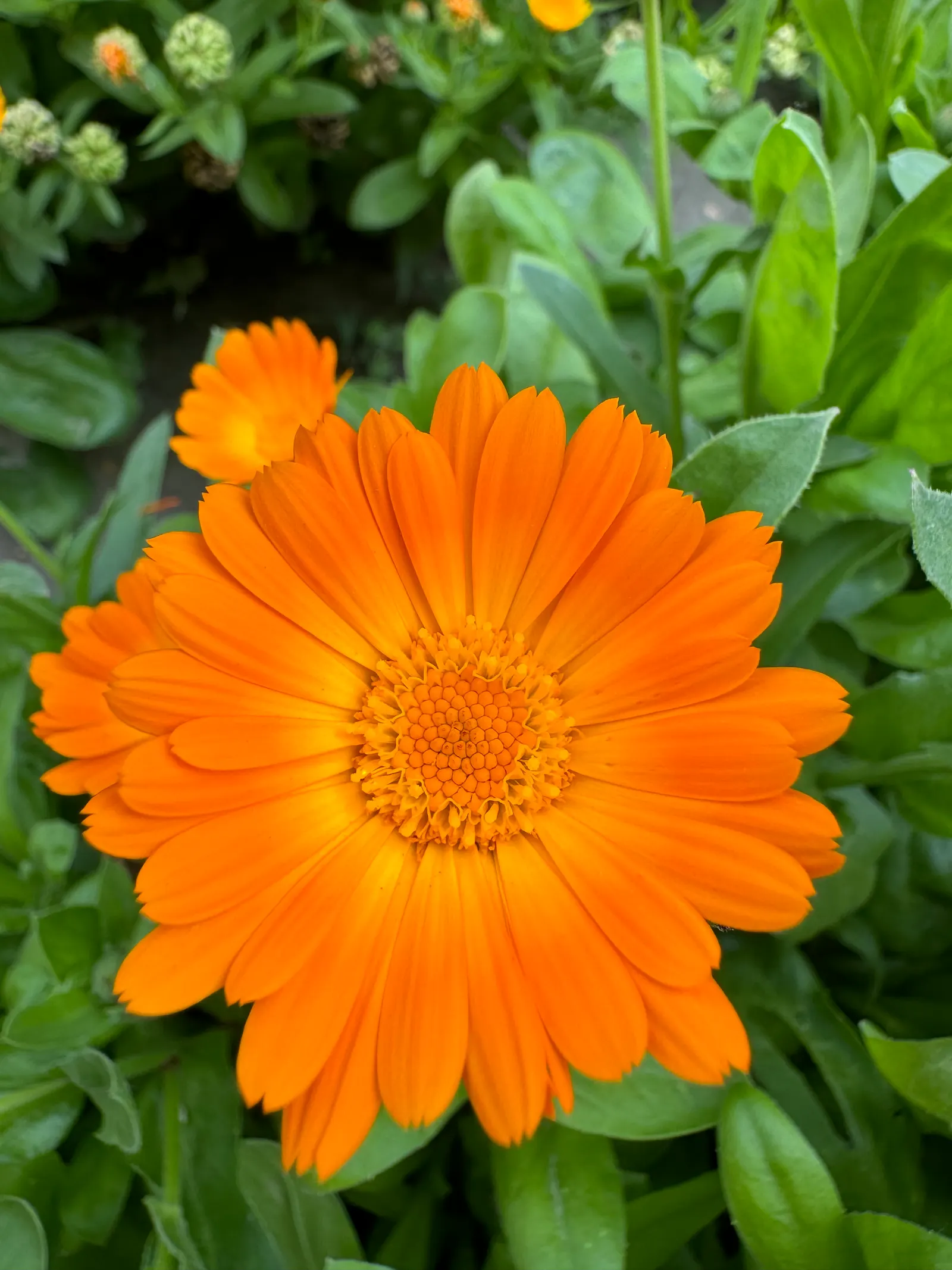 Marigold (Tagetes Hybrids) — their pungent scent is a natural deterrent for many pests and can attract beneficial insects; these robust plants are, image 53