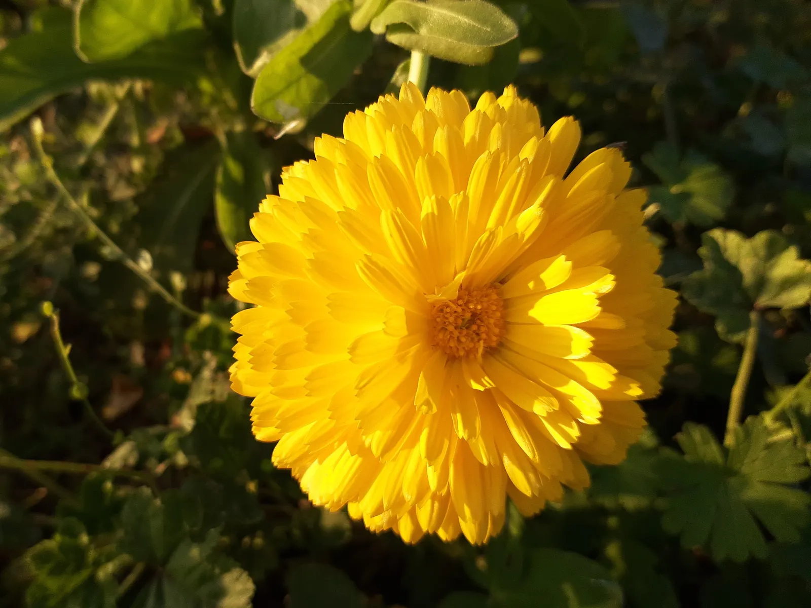 Marigold (Tagetes Hybrids) — Common heights range from 6 to 24 inches, appealing for borders, beds, and container accents; these flowers are heat tolerant and