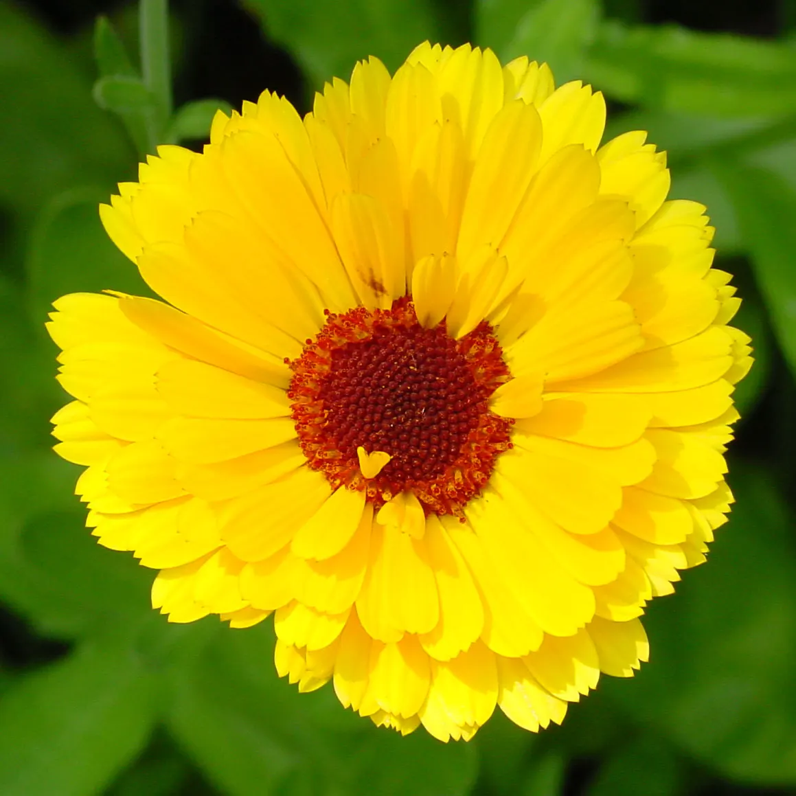 Marigold (Tagetes Hybrids) — marigolds should be spaced about 8 to 10 inches apart; although regular watering during prolonged dry spells will keep them