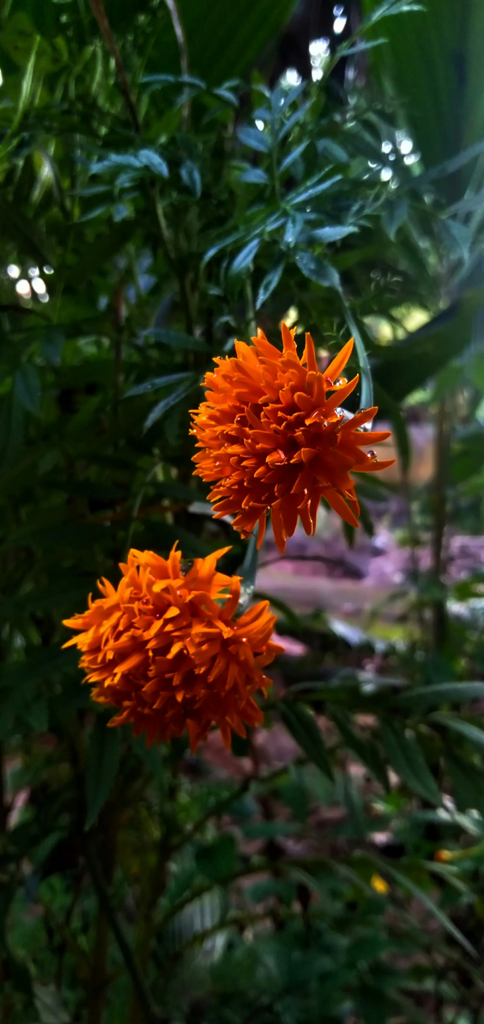 Marigold (Tagetes Hybrids) — They prefer well-drained soil and thrive in full sunlight, defined as at least 6 hours of direct sun daily