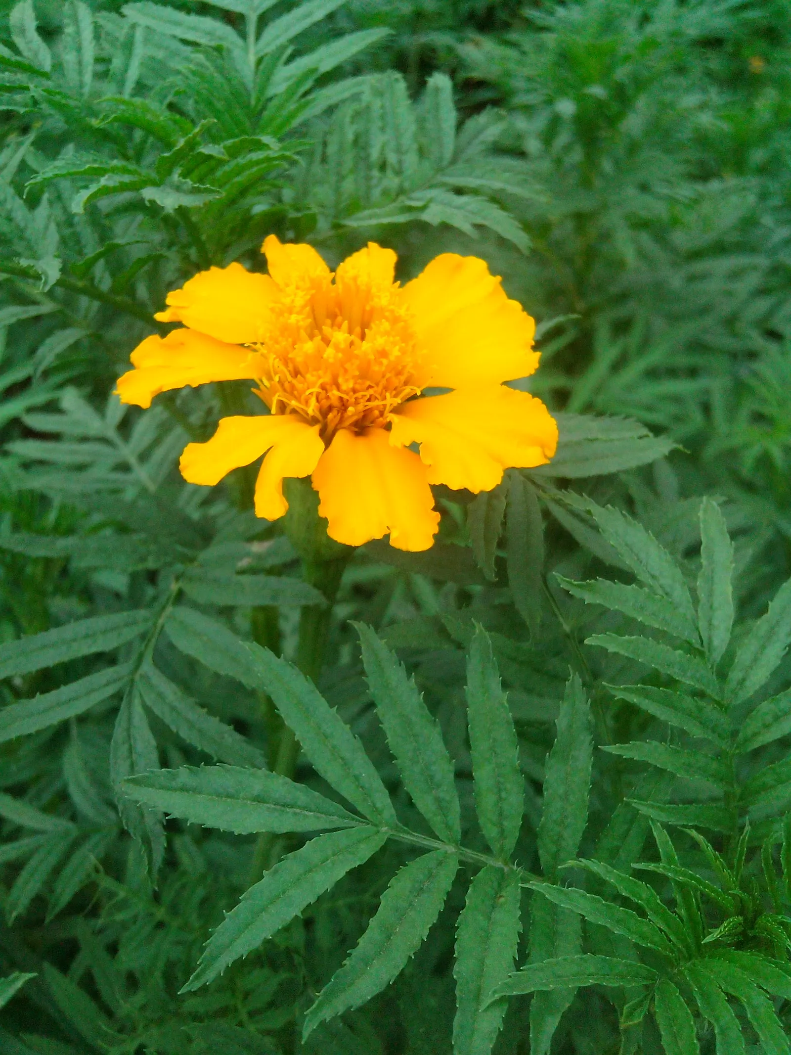 Marigold (Tagetes Hybrids) — their pungent scent is a natural deterrent for many pests and can attract beneficial insects