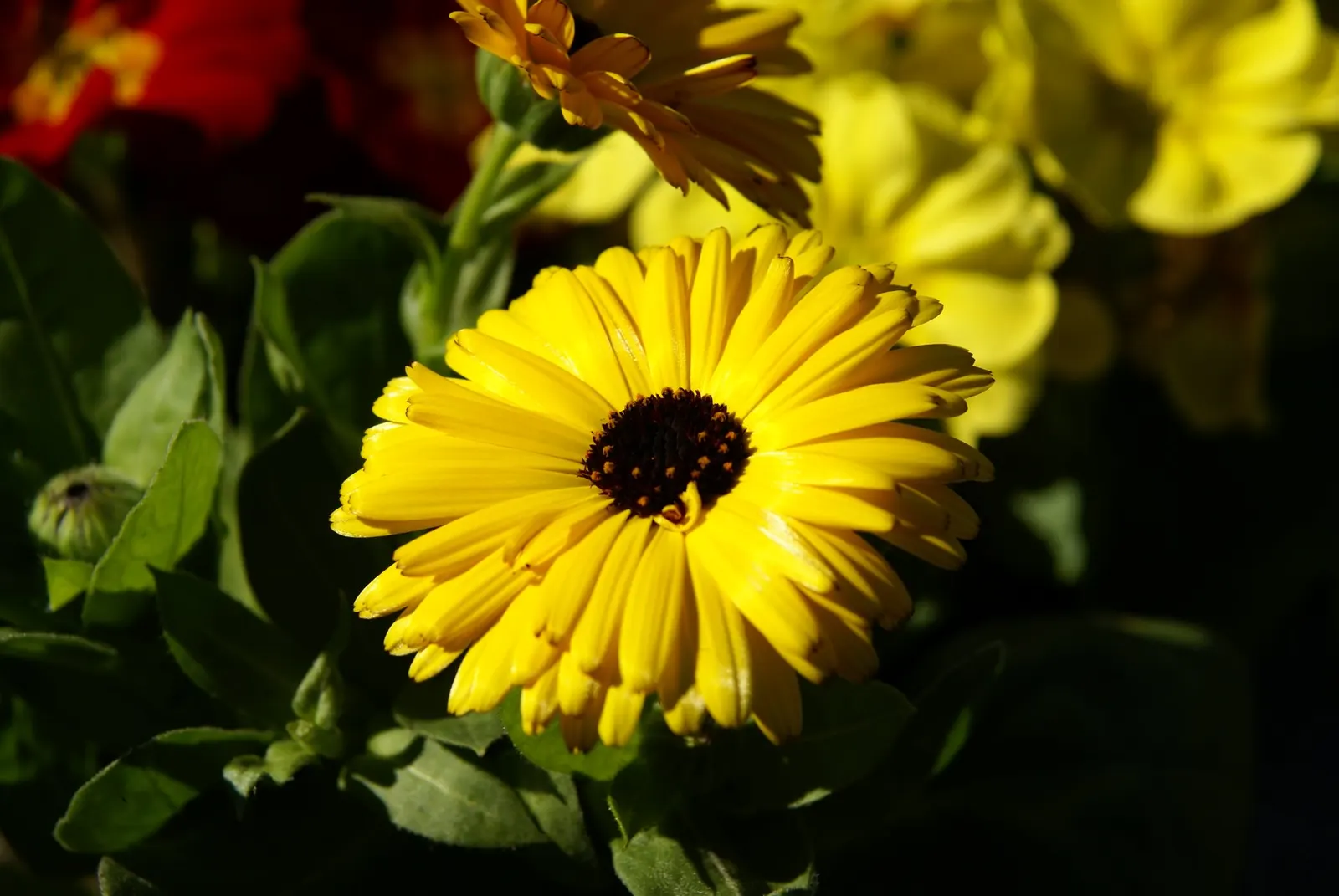 Marigold (Tagetes Hybrids) — Marigold (Tagetes hybrids) is a vibrant annual bloom that brings a splash of color to any landscape design; annual bloomers