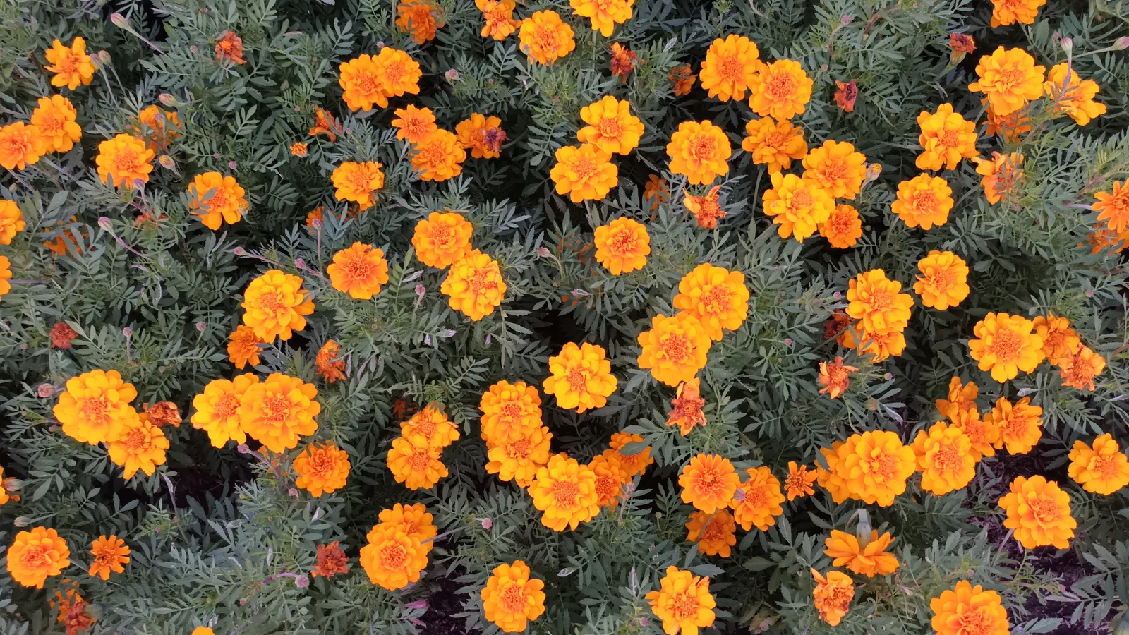 Marigold (Tagetes Hybrids) — annual with gold and yellow blooms