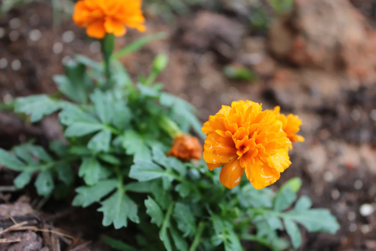 Marigold (Tagetes Hybrids) — gold and yellow flowers in the garden