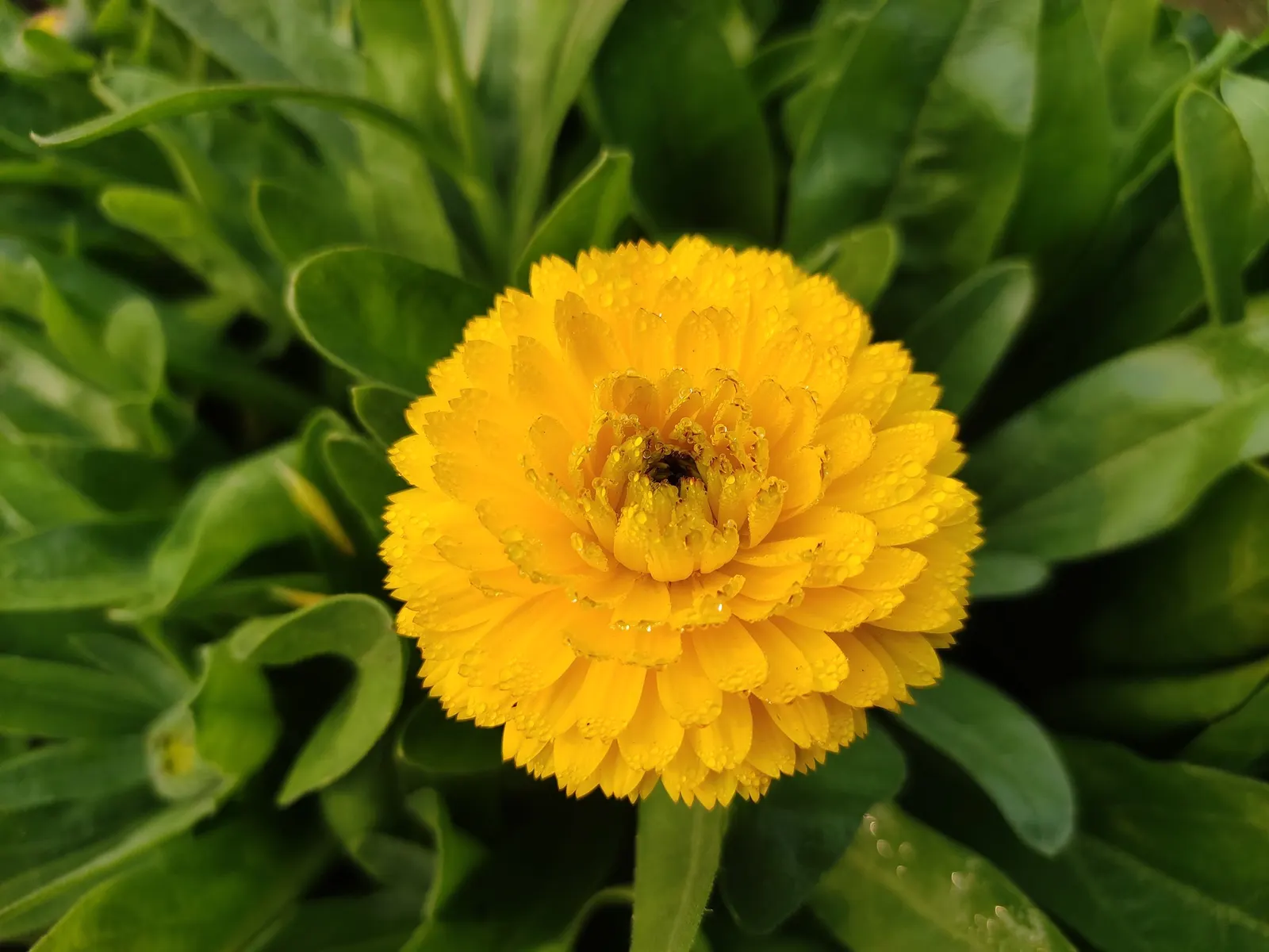 Marigold (Tagetes Hybrids) — These flowers are heat tolerant and resist drought to a degree