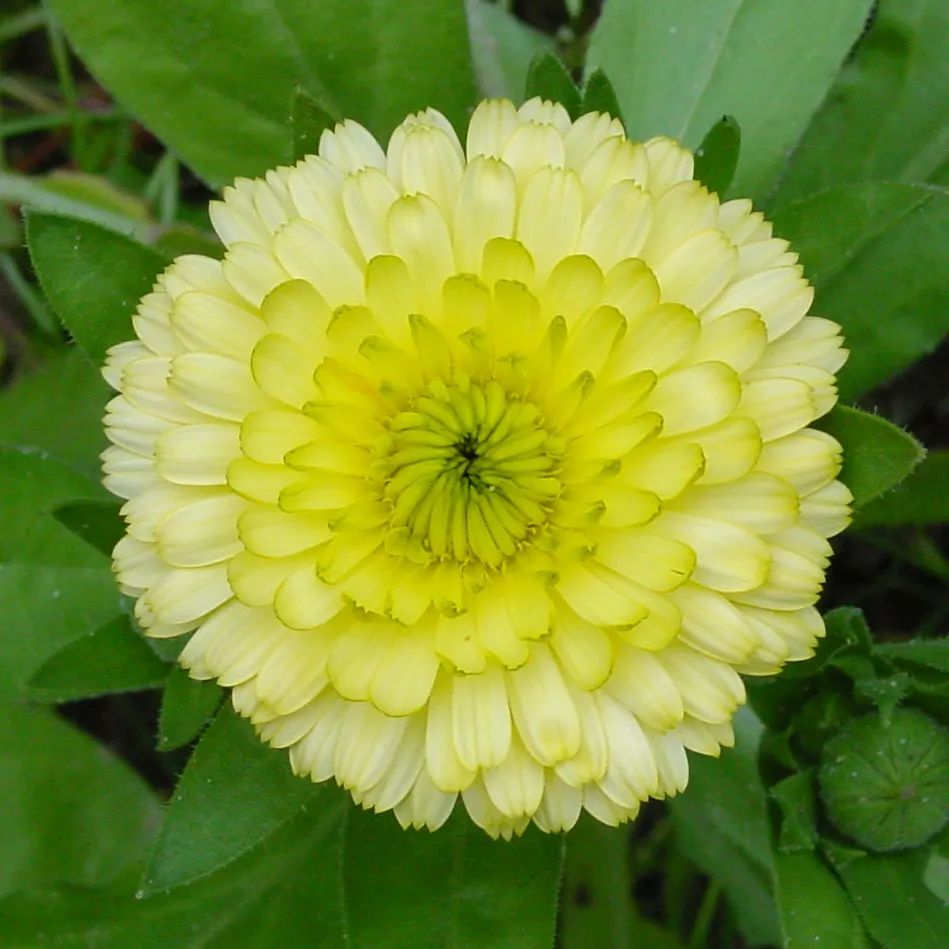 Marigold (Tagetes Hybrids) — and can spread approximately 6 to 24 inches wide; these robust plants prefer full sun and well-drained soil, blooming from late