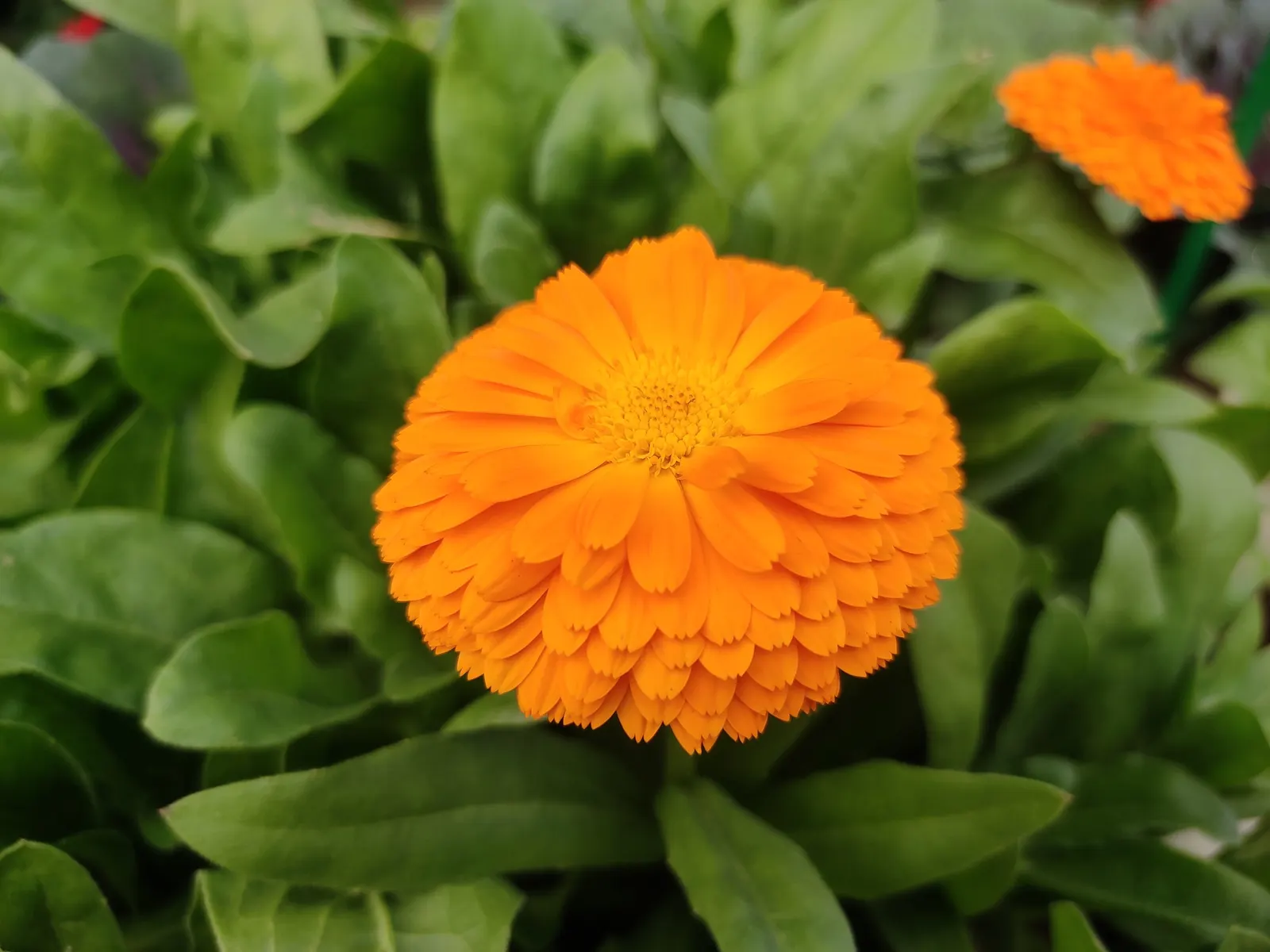 Marigold (Tagetes Hybrids) — marigolds should be spaced about 8 to 10 inches apart