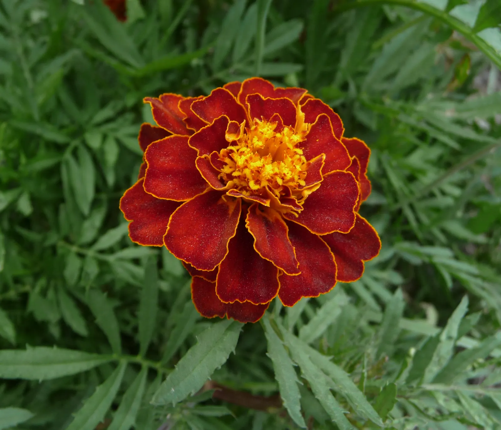 Marigold (Tagetes Hybrids) — annual bloomers offering a warm color palette from golden yellow to deep orange; known for pest-repelling properties, image 153