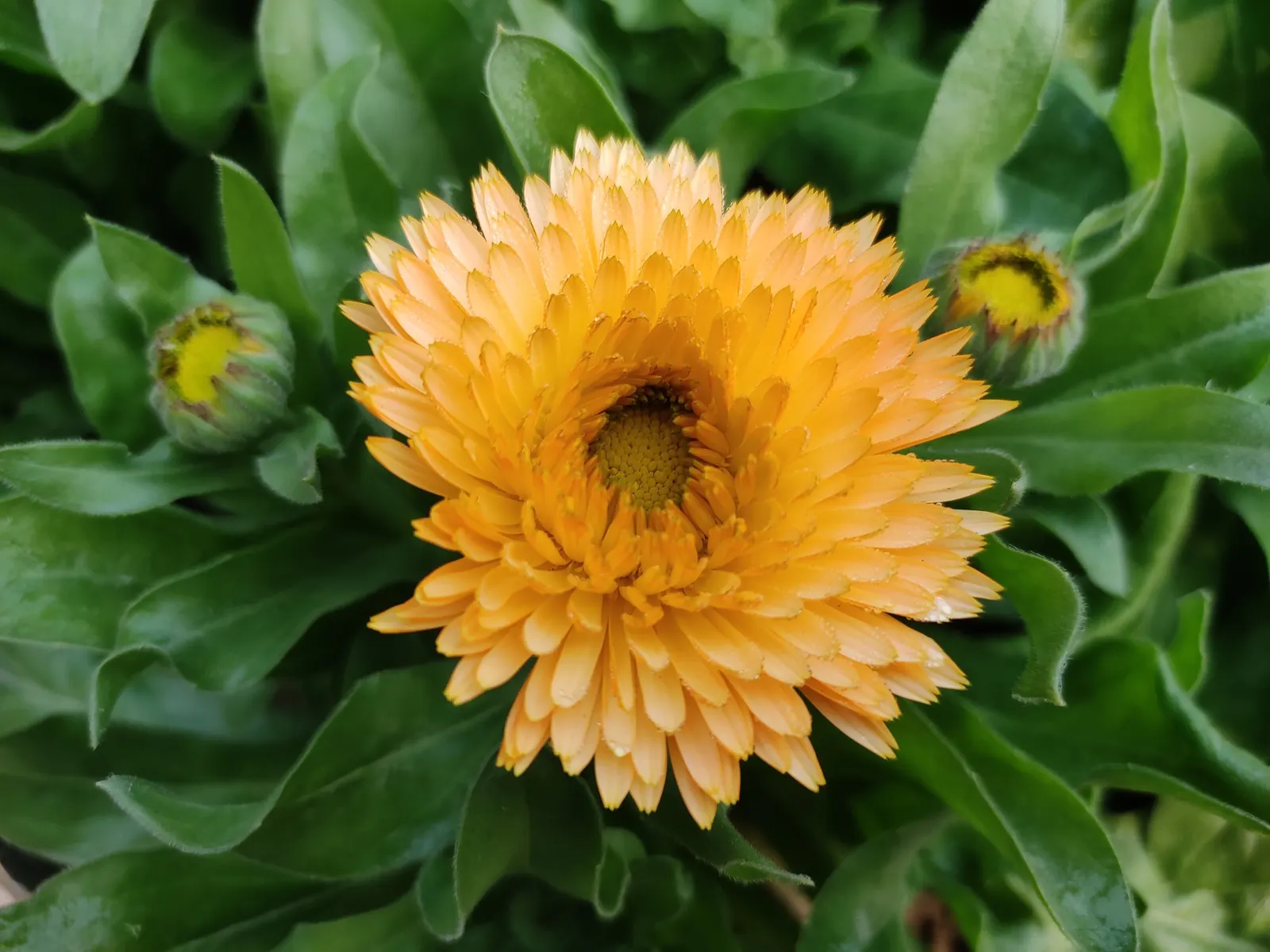 Marigold (Tagetes Hybrids) — Their distinctive scent and prolific nature make them a staple in many landscapes
