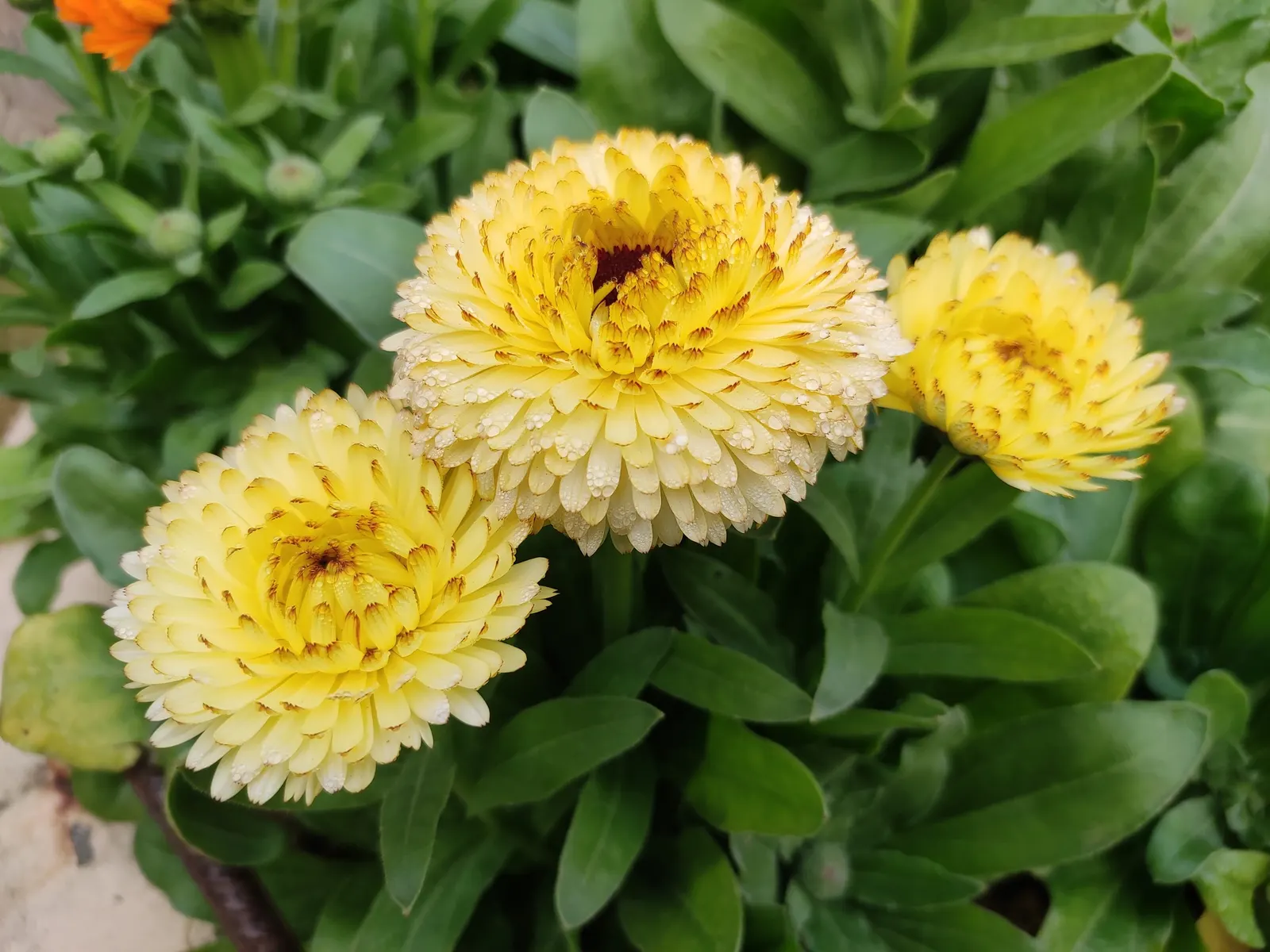 Marigold (Tagetes Hybrids) — Known for pest-repelling properties, they're a practical choice for organic gardeners