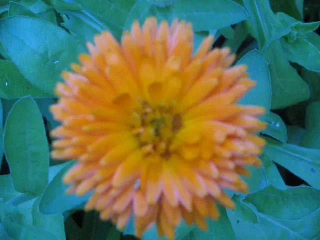 Marigold (Tagetes Hybrids) — annual bloomers offering a warm color palette from golden yellow to deep orange; known for pest-repelling properties, they're a
