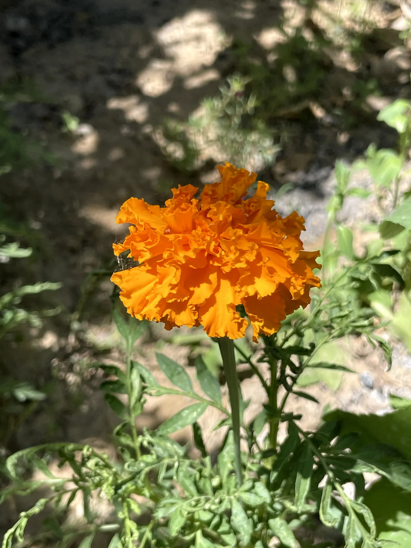 Marigold (Tagetes Hybrids) — Marigold (Tagetes hybrids) is a vibrant annual bloom that brings a splash of color to any landscape design