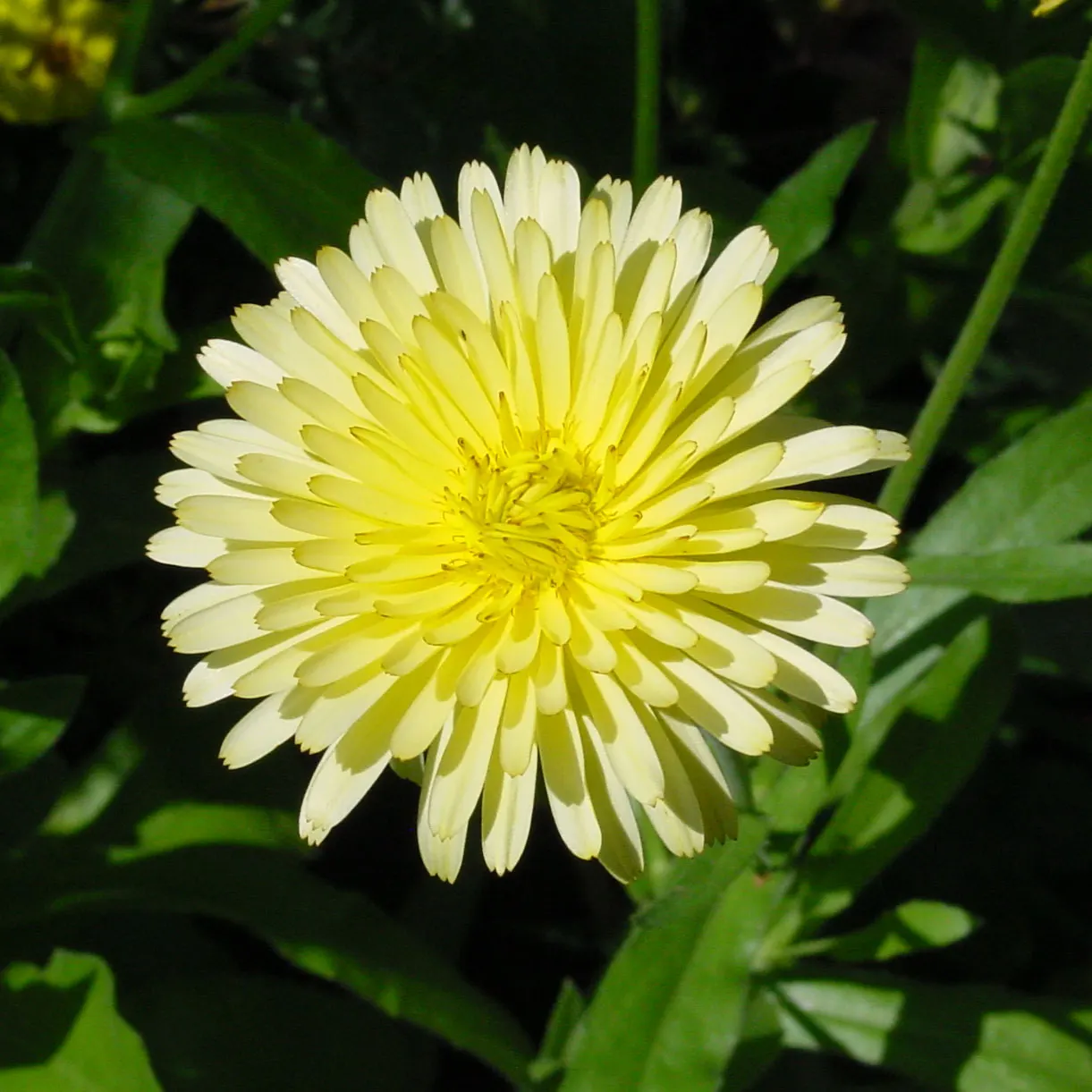 Marigold (Tagetes Hybrids) — providing long-lasting beauty and color; ensuring ample airflow to deter mildew and promote healthy growth