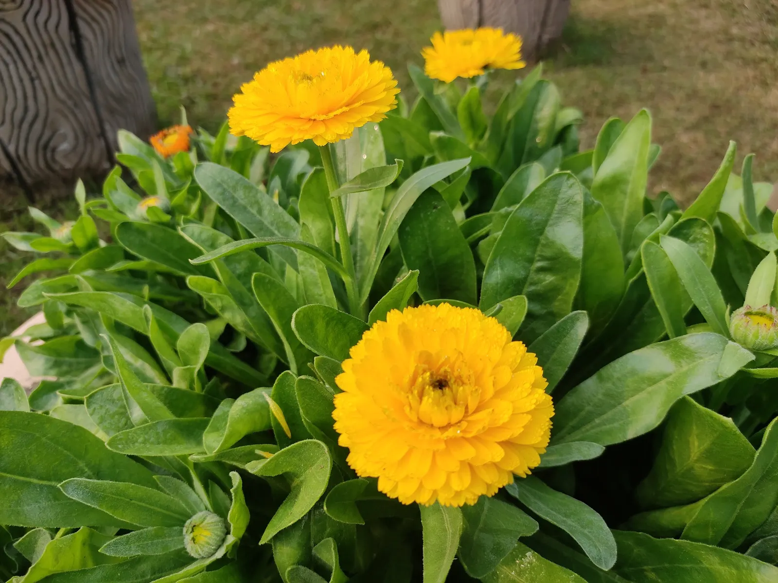 Marigold (Tagetes Hybrids) — annual bloomers offering a warm color palette from golden yellow to deep orange