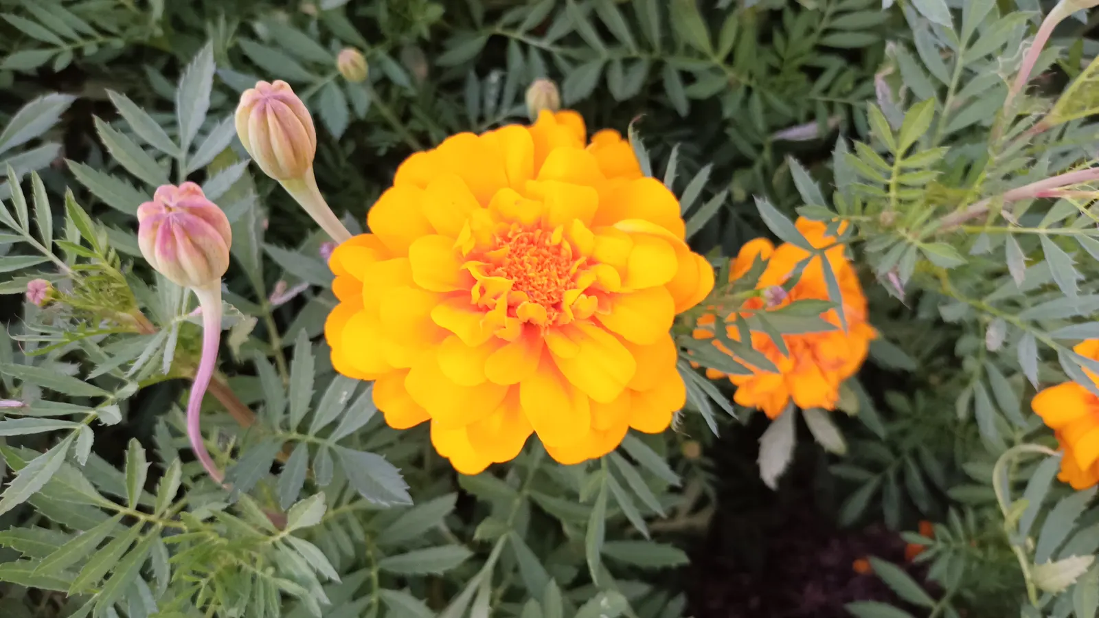 Marigold (Tagetes Hybrids) — These robust plants prefer full sun and well-drained soil, blooming from late spring until frost