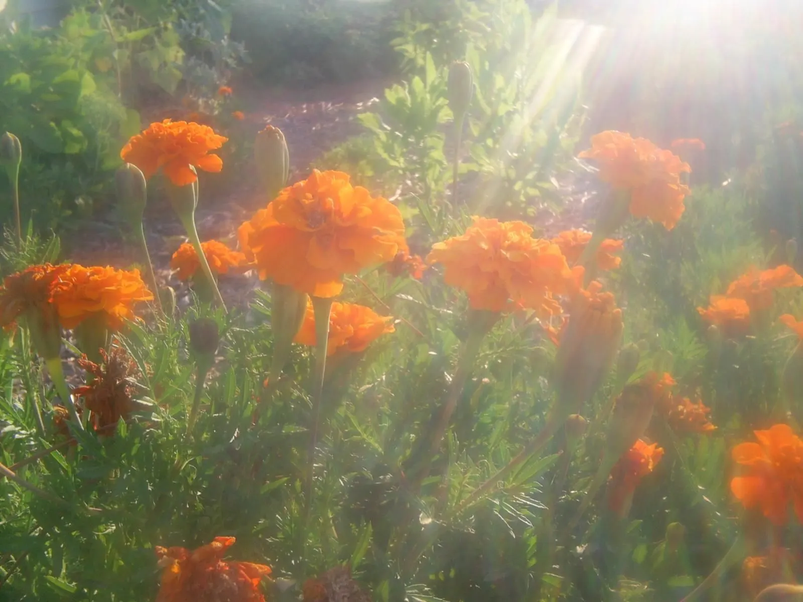 Marigold (Tagetes Hybrids) — Common heights range from 6 to 24 inches, appealing for borders, beds, and container accents