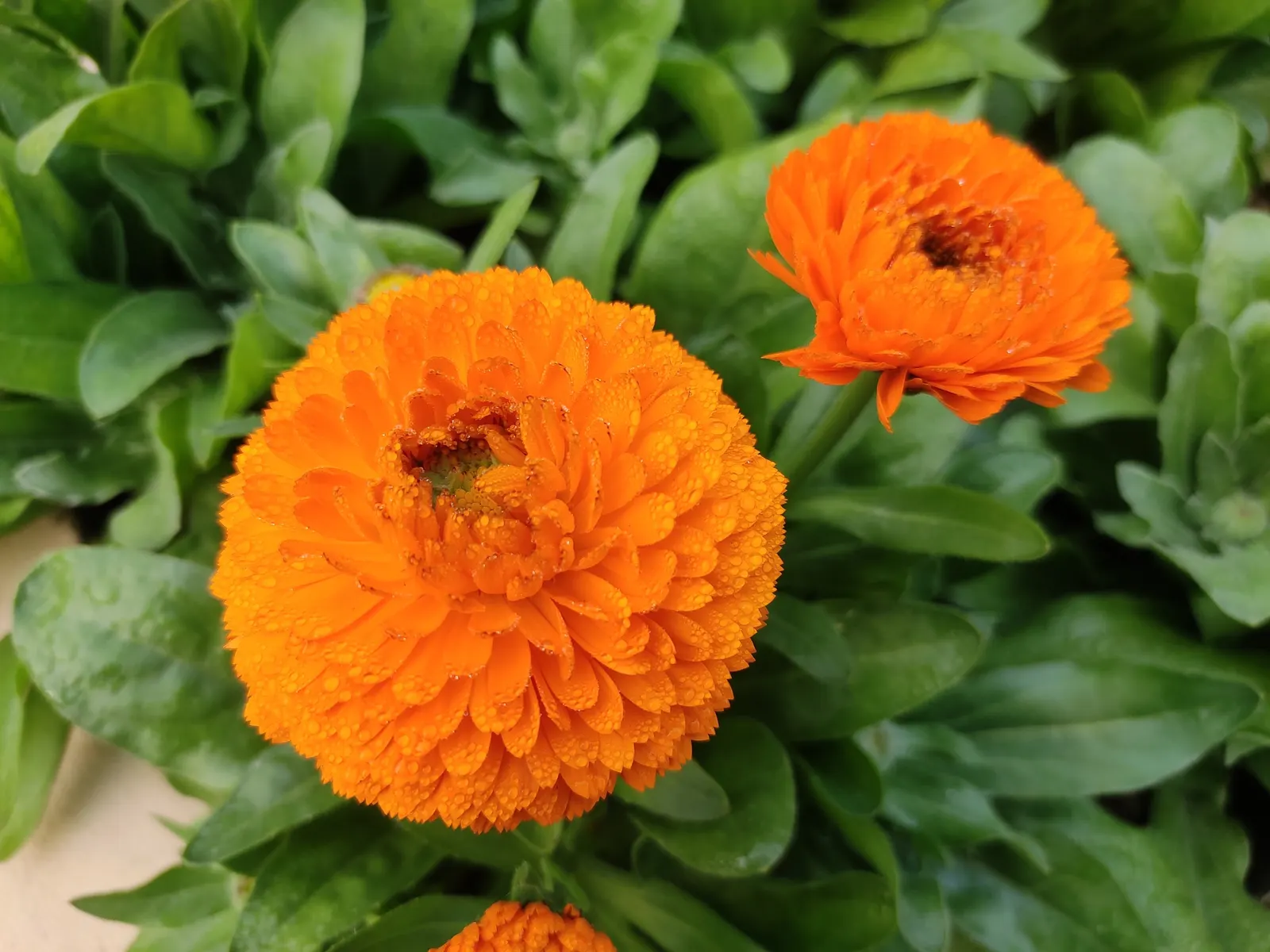 Marigold (Tagetes Hybrids) — These robust plants are renowned for their vivid yellow, orange, and deep red flowers