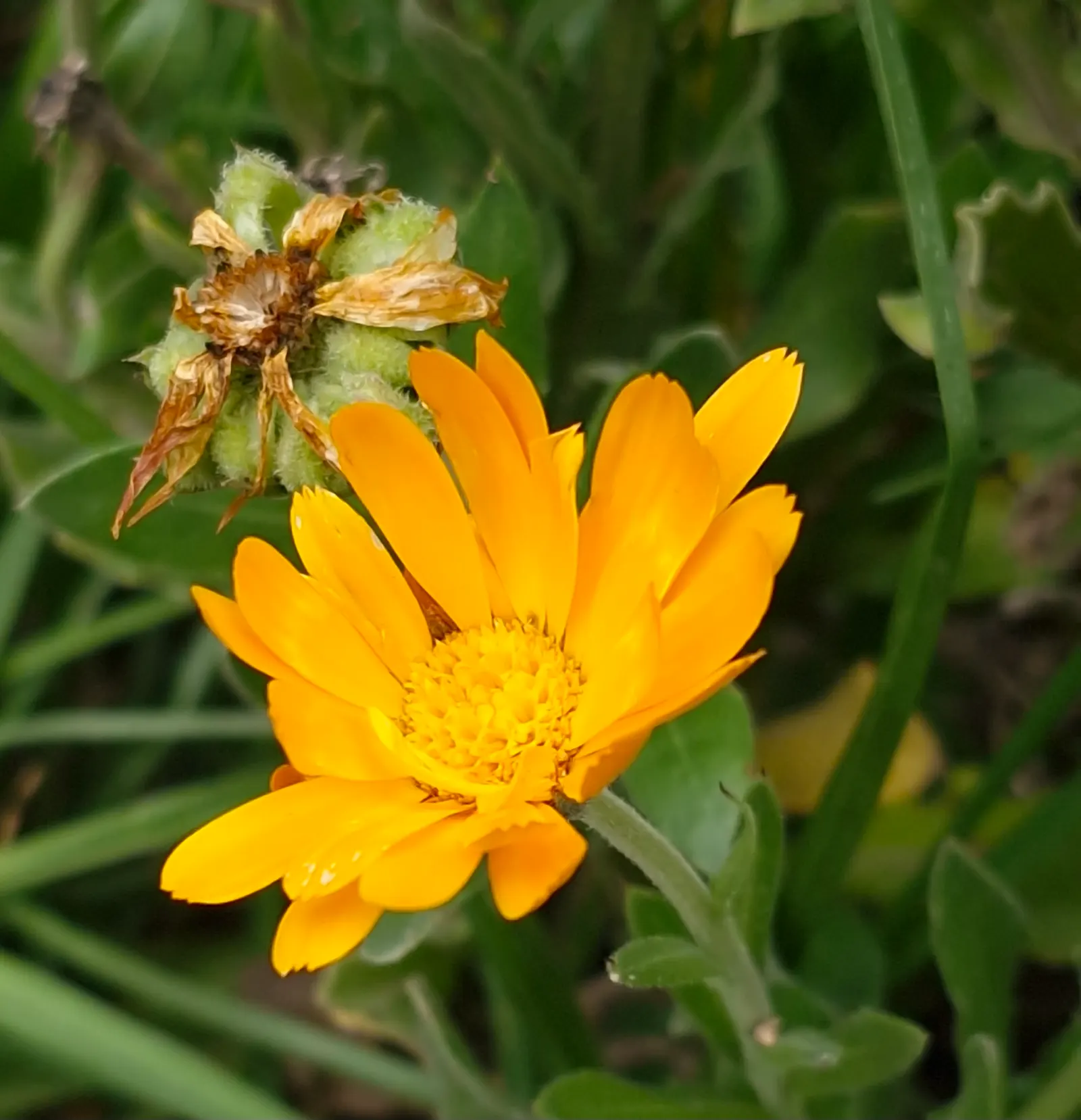 Marigold (Tagetes Hybrids) — and can spread approximately 6 to 24 inches wide