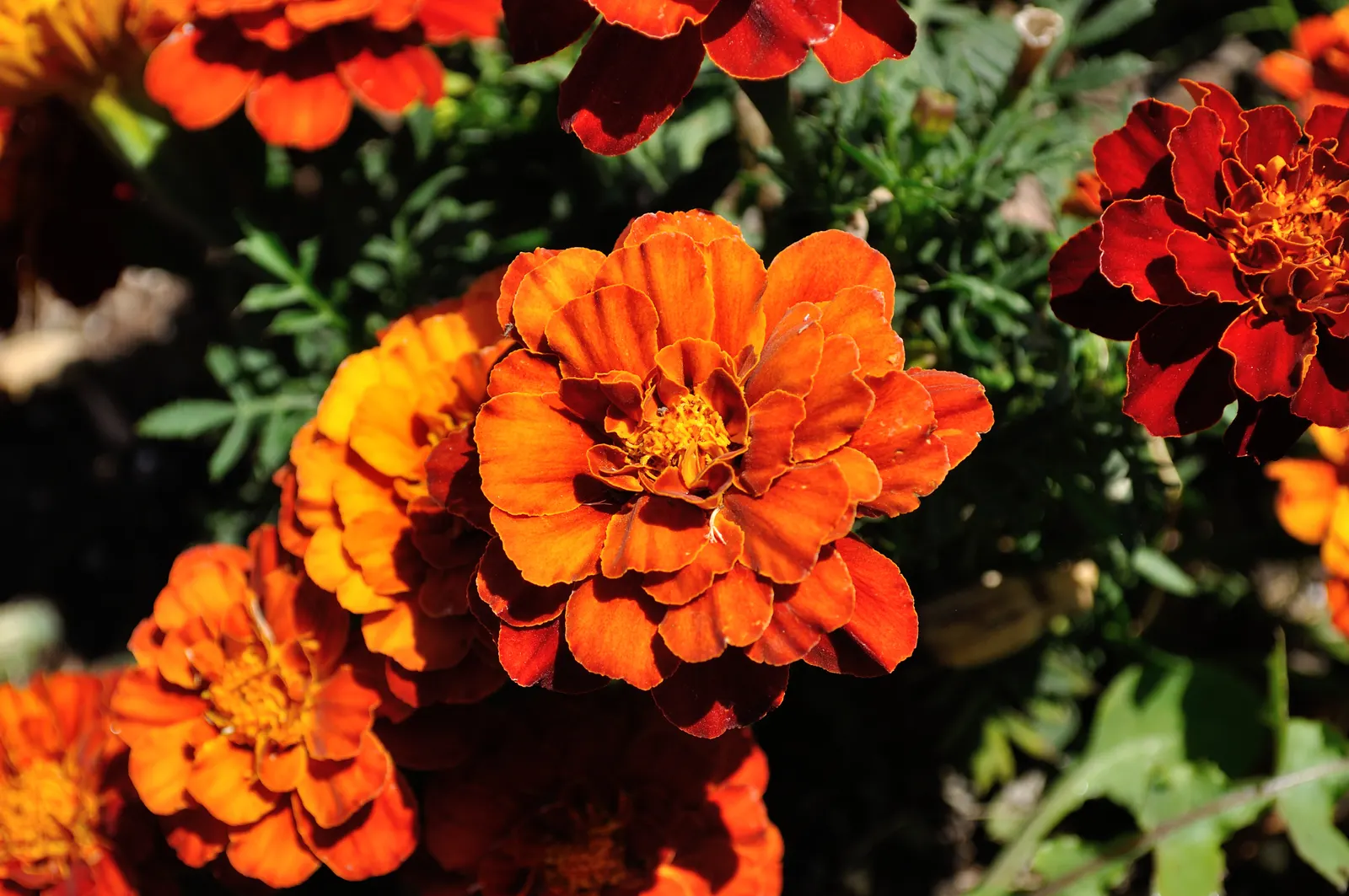 Marigold (Tagetes Hybrids) — Known for pest-repelling properties, they're a practical choice for organic gardeners; marigold (Tagetes hybrids) is a vibrant