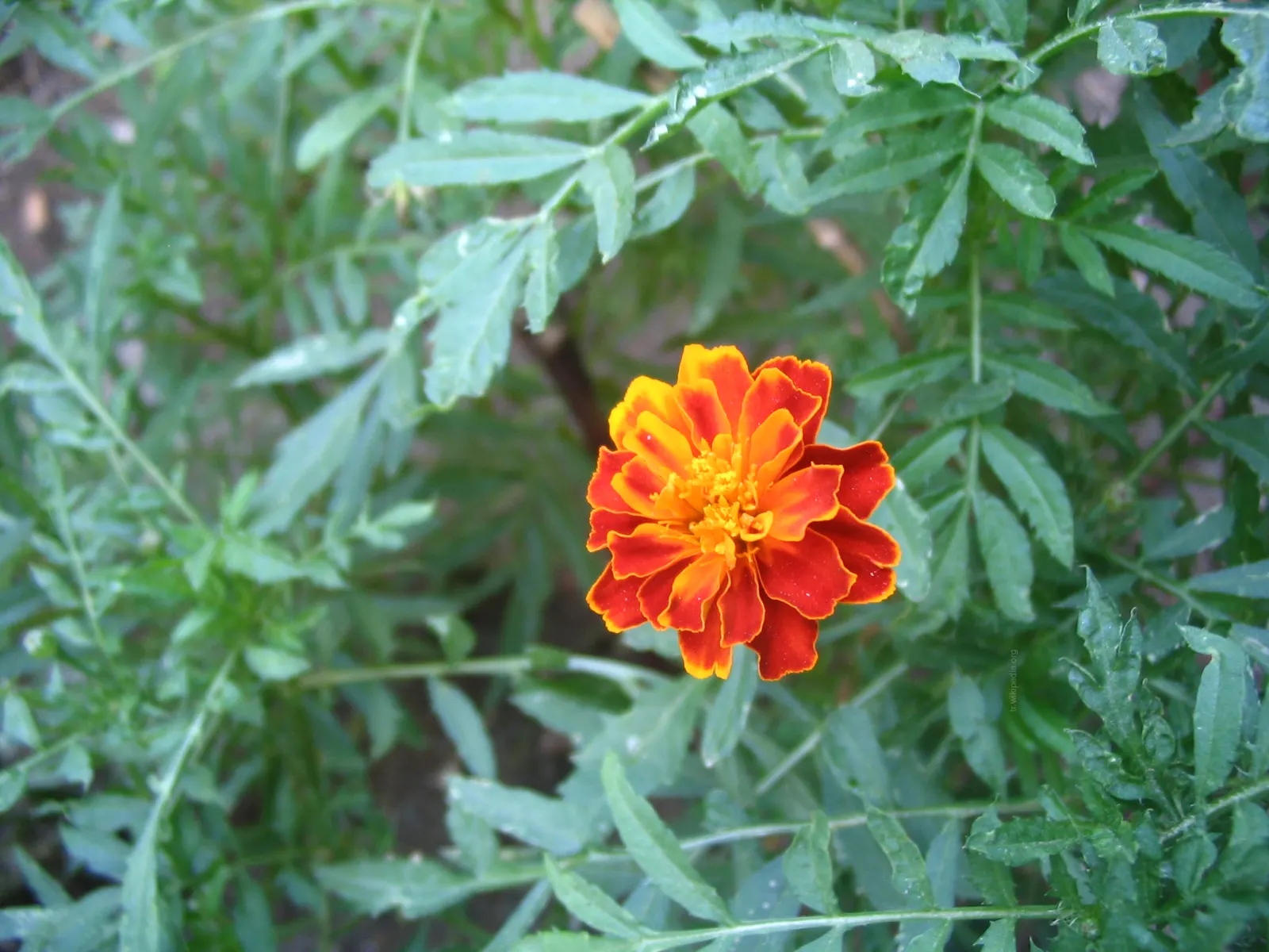 Marigold (Tagetes Hybrids) — although regular watering during prolonged dry spells will keep them thriving.<br><br>When planting; their distinctive scent and