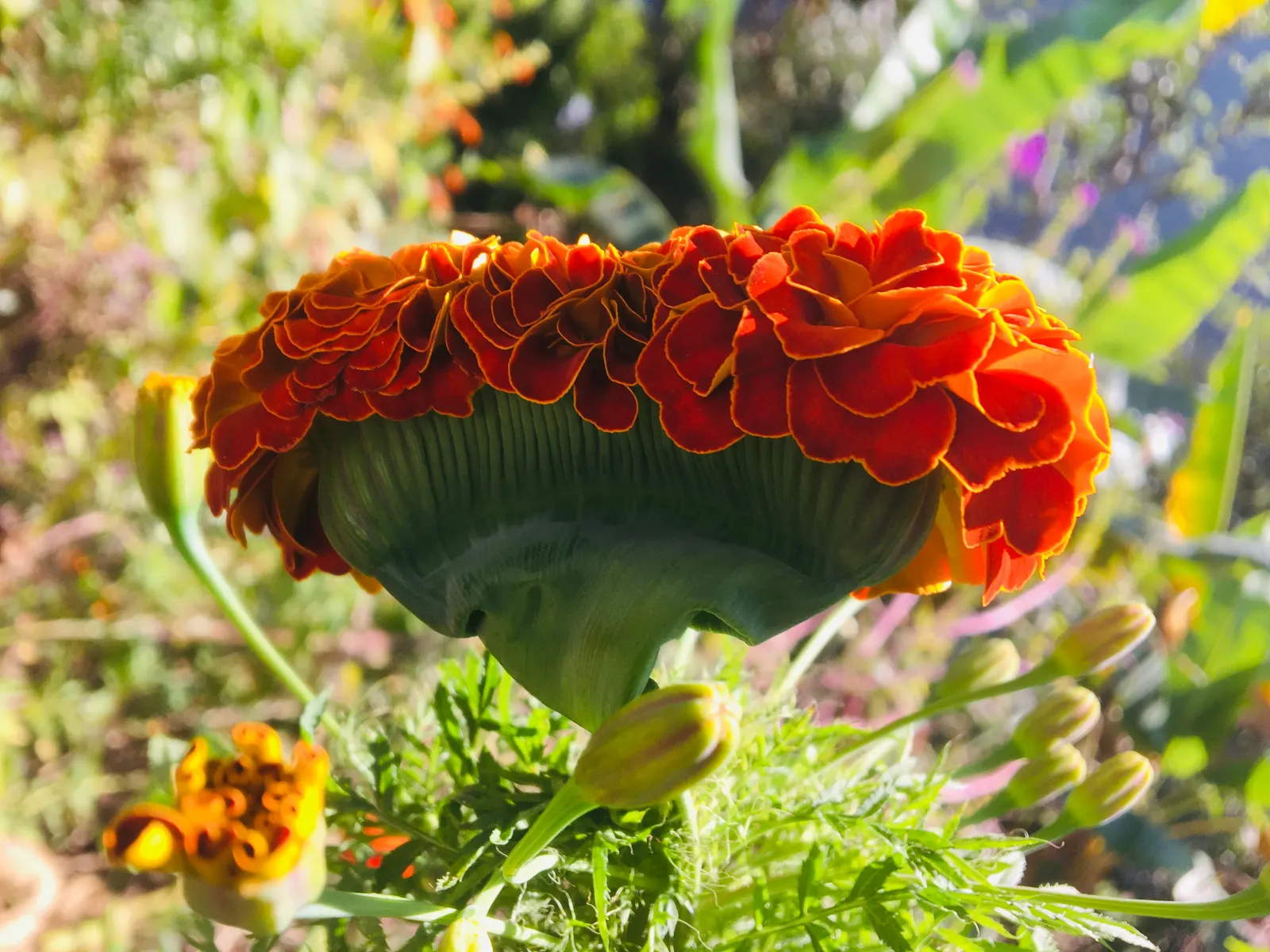 Marigold (Tagetes Hybrids) — although regular watering during prolonged dry spells will keep them thriving.<br><br>When planting