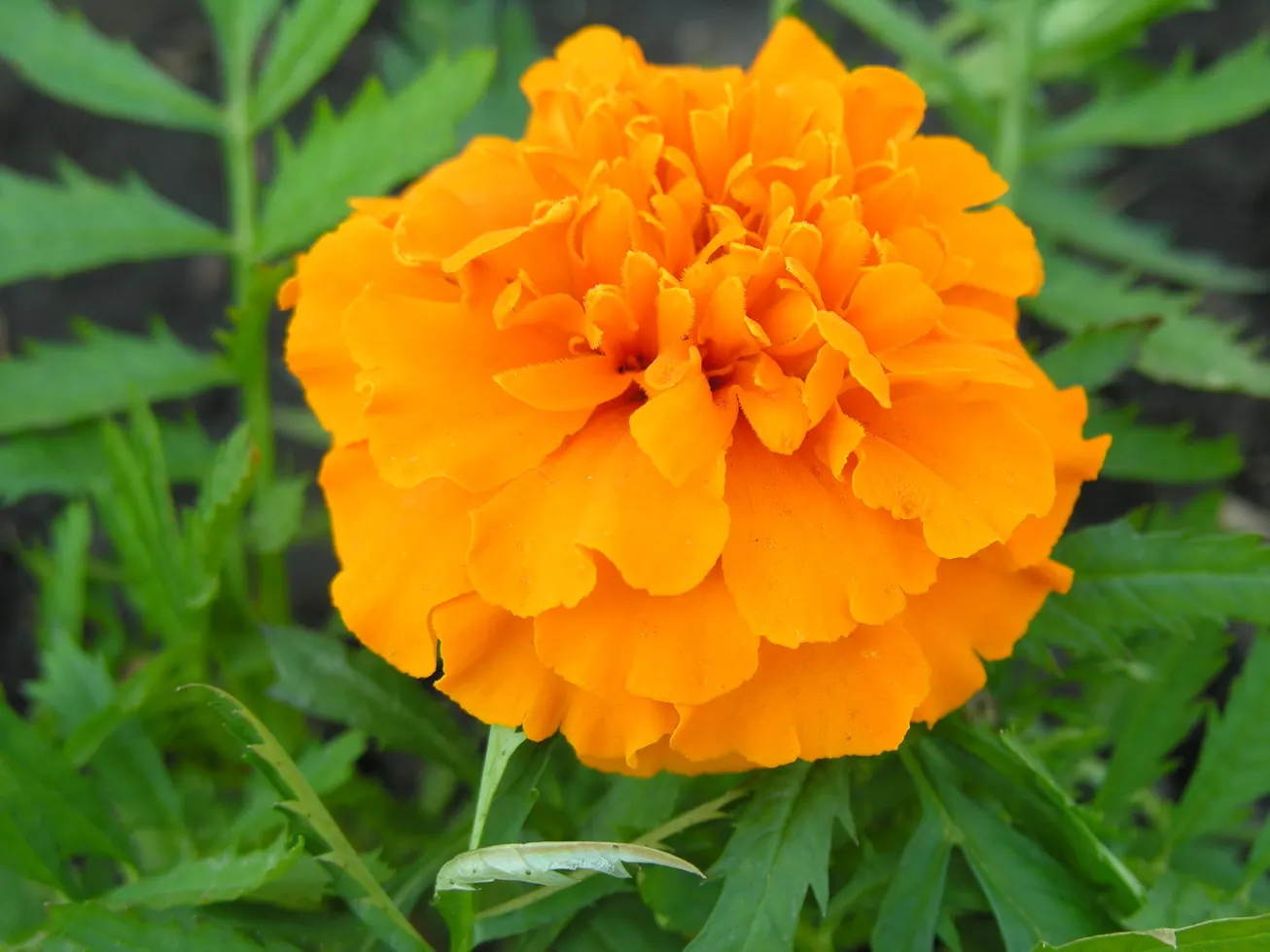 Marigold (Tagetes Hybrids) — These flowers are heat tolerant and resist drought to a degree; gold and yellow flowers in the garden