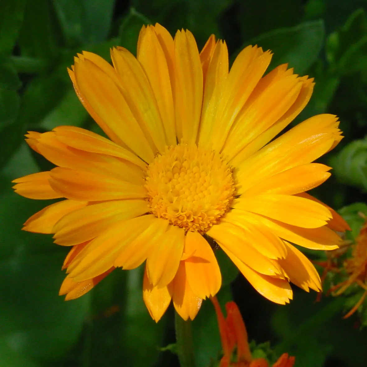 Marigold (Tagetes Hybrids) — ensuring ample airflow to deter mildew and promote healthy growth; annual for full
