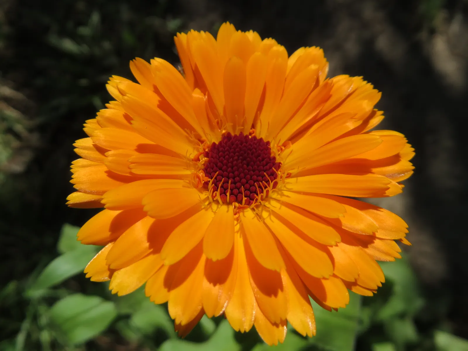 Marigold (Tagetes Hybrids) — Marigolds generally range in height from a modest 6 inches to an imposing 18 inches