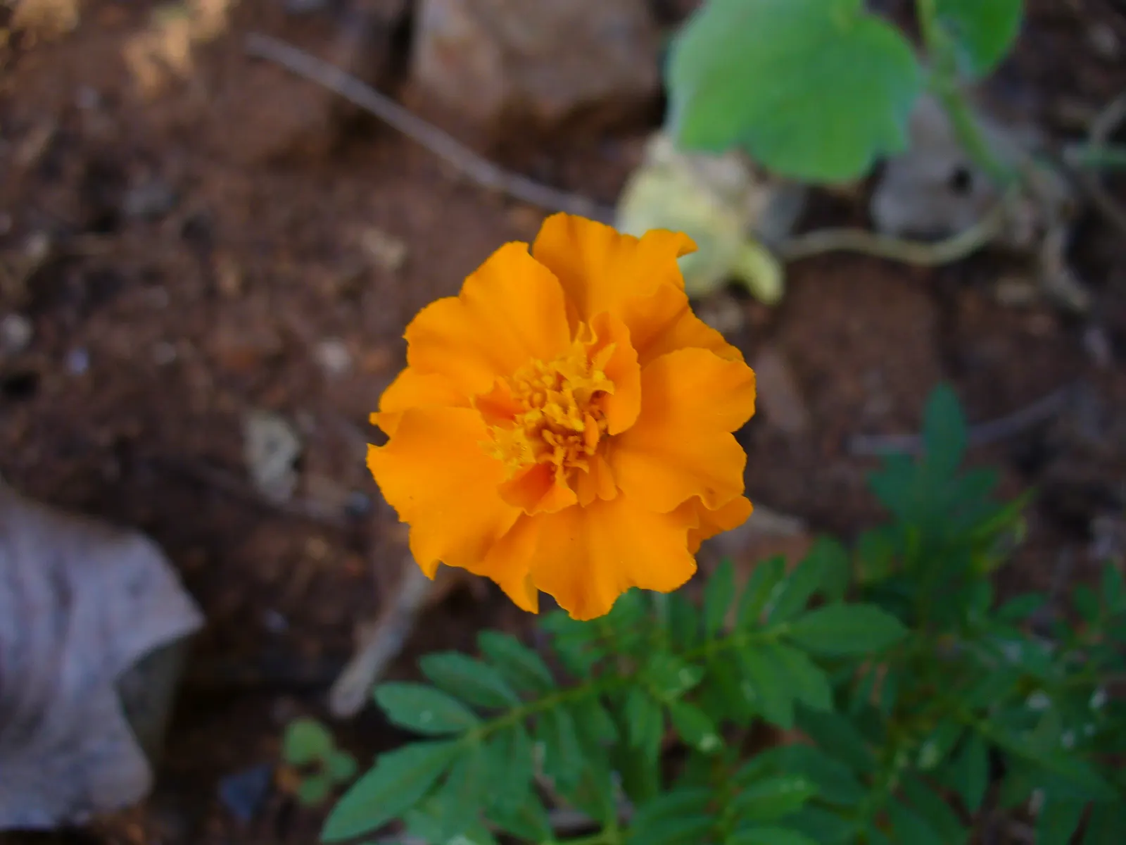 Marigold (Tagetes Hybrids) — They prefer well-drained soil and thrive in full sunlight, defined as at least 6 hours of direct sun daily, image 29