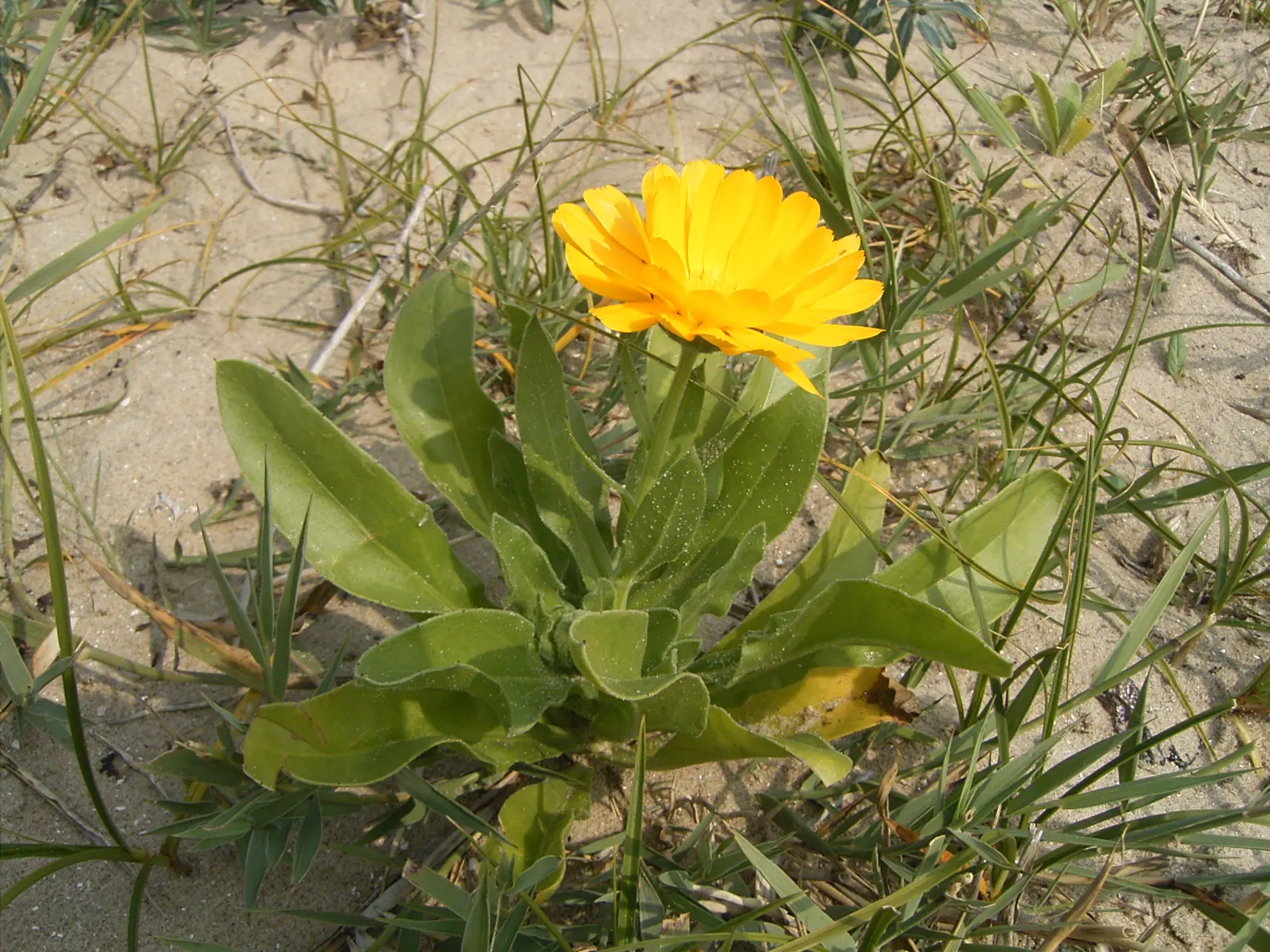 Marigold (Tagetes Hybrids) — Their distinctive scent and prolific nature make them a staple in many landscapes; marigolds should be spaced about 8 to 10 inches