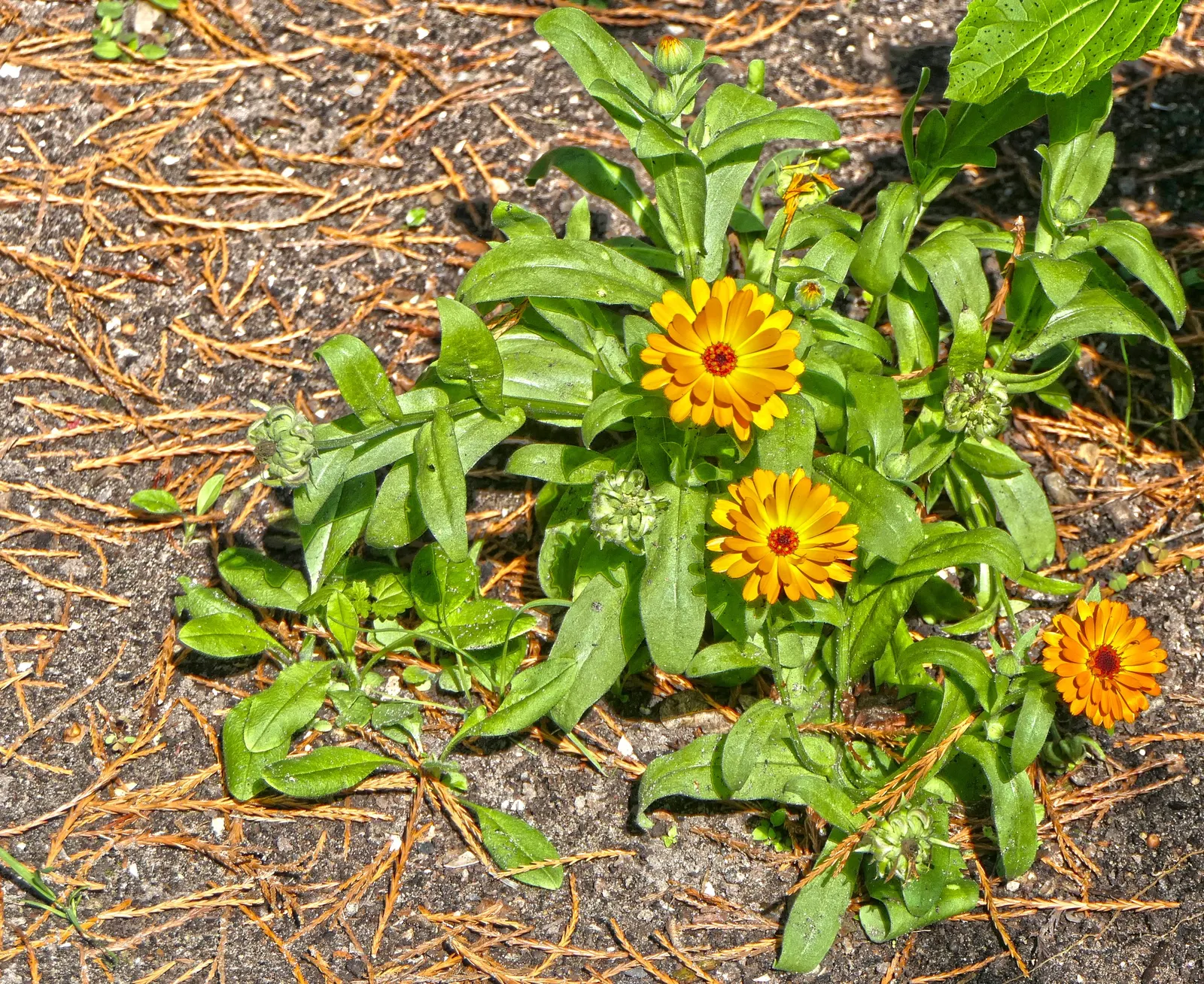 Marigold (Tagetes Hybrids) — annual for full