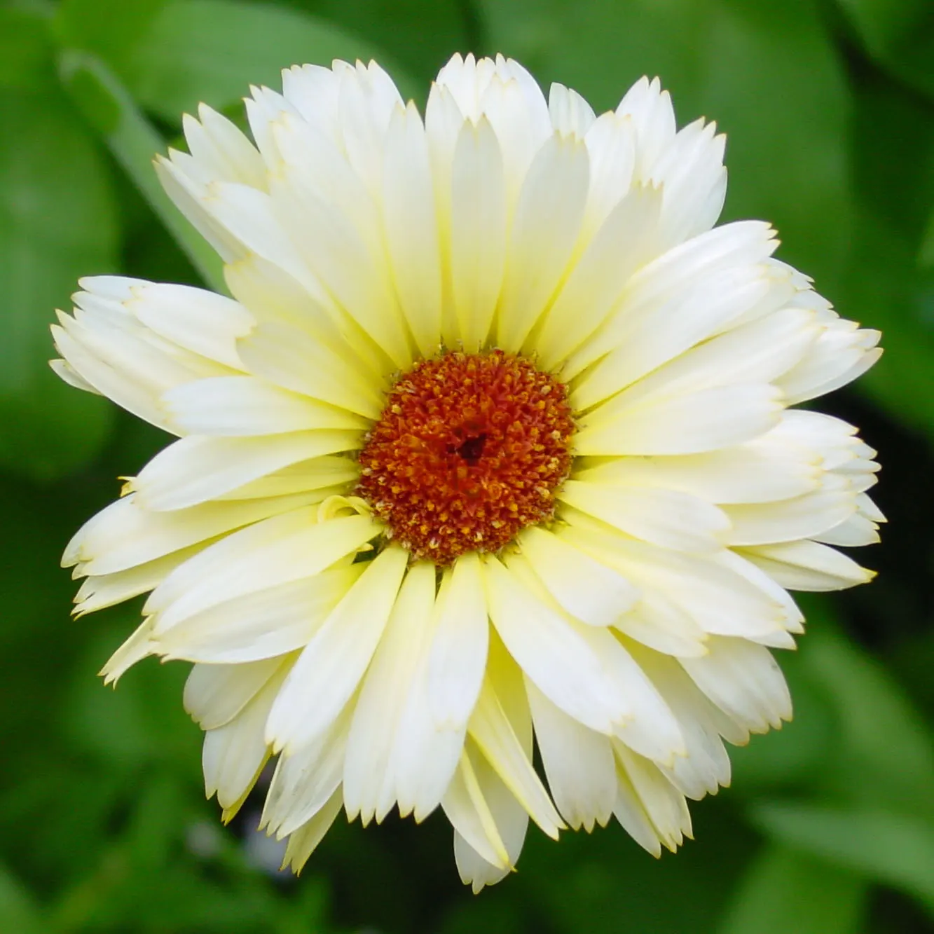 Marigold (Tagetes Hybrids) — their pungent scent is a natural deterrent for many pests and can attract beneficial insects; these robust plants are renowned for