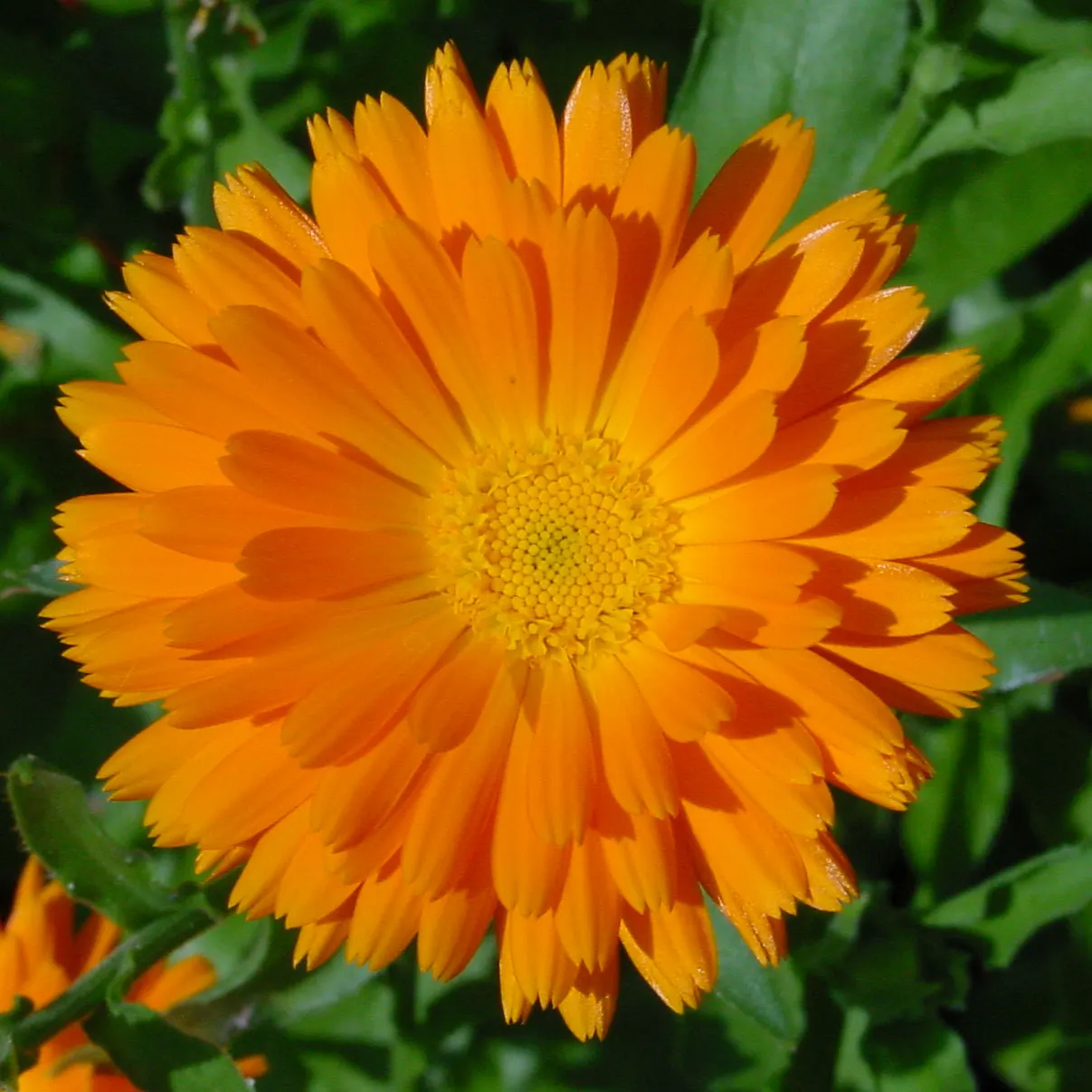 Marigold (Tagetes Hybrids) — Marigolds generally range in height from a modest 6 inches to an imposing 18 inches; their pungent scent is a natural deterrent