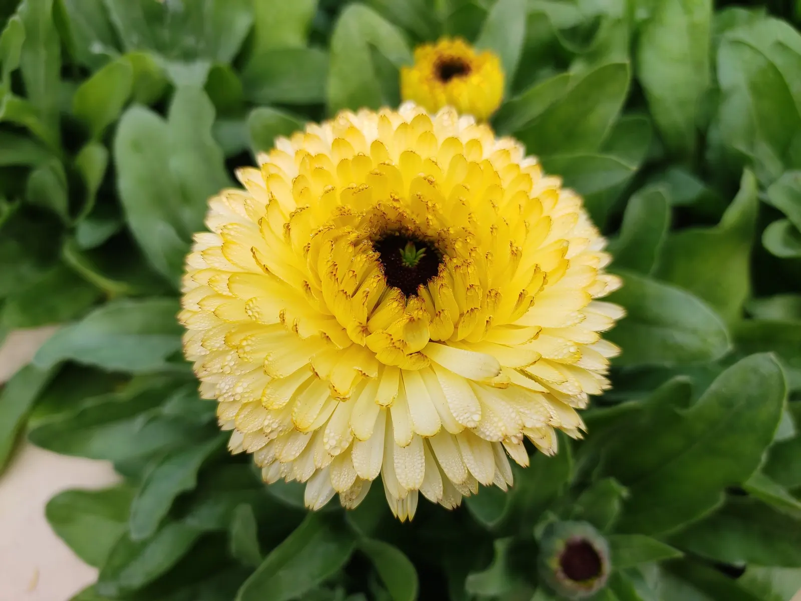 Marigold (Tagetes Hybrids) — providing long-lasting beauty and color
