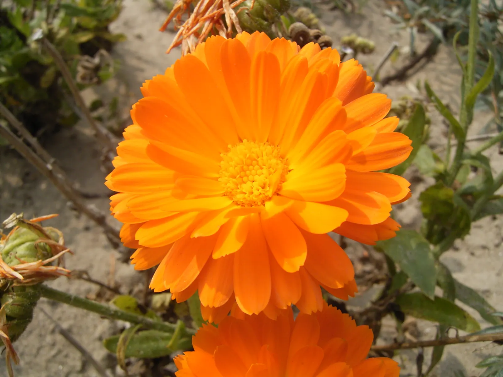 Marigold (Tagetes Hybrids) — ensuring ample airflow to deter mildew and promote healthy growth
