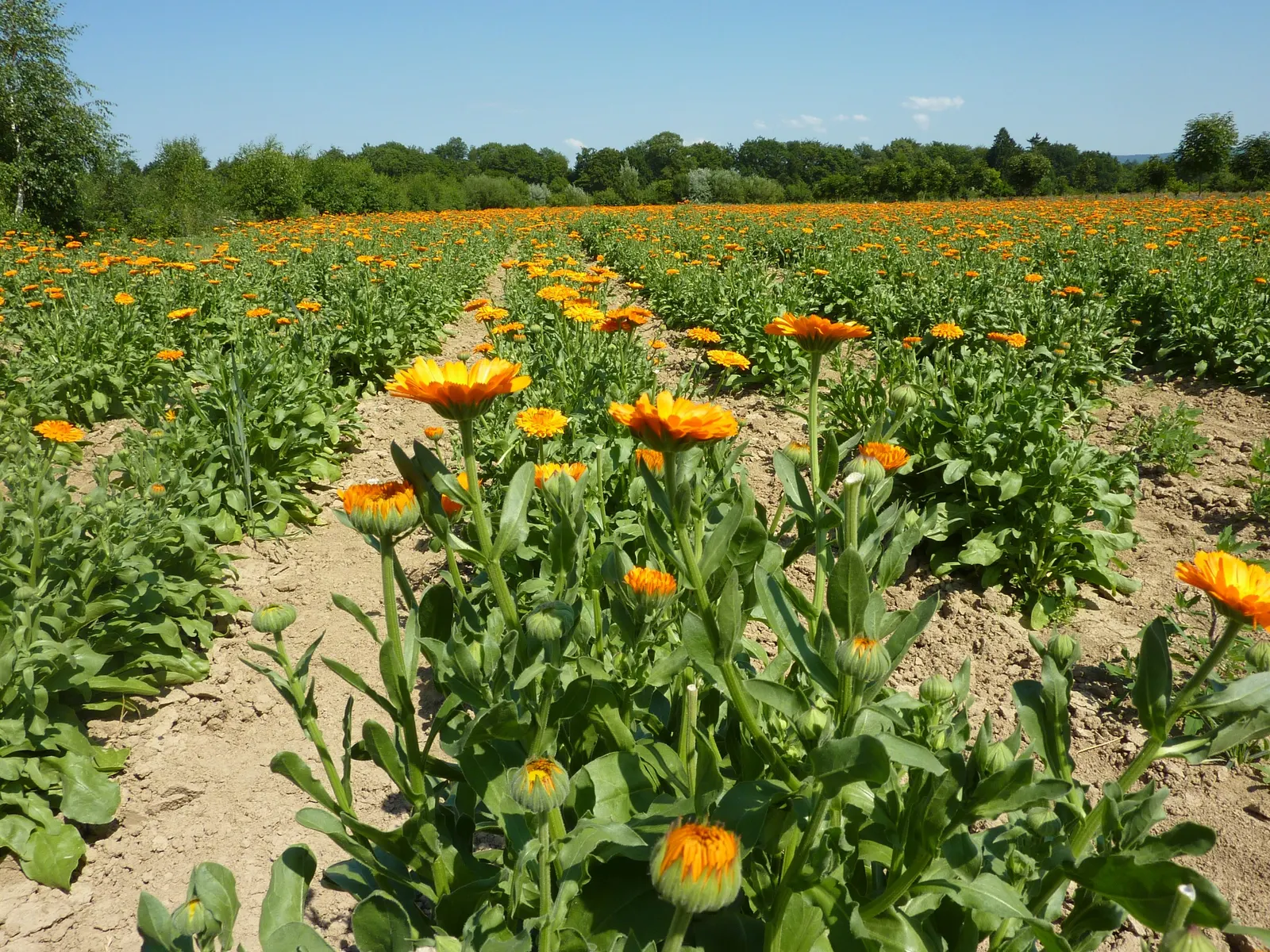 Marigold (Tagetes Hybrids) — These robust plants prefer full sun and well-drained soil, blooming from late spring until frost; annual with gold and yellow