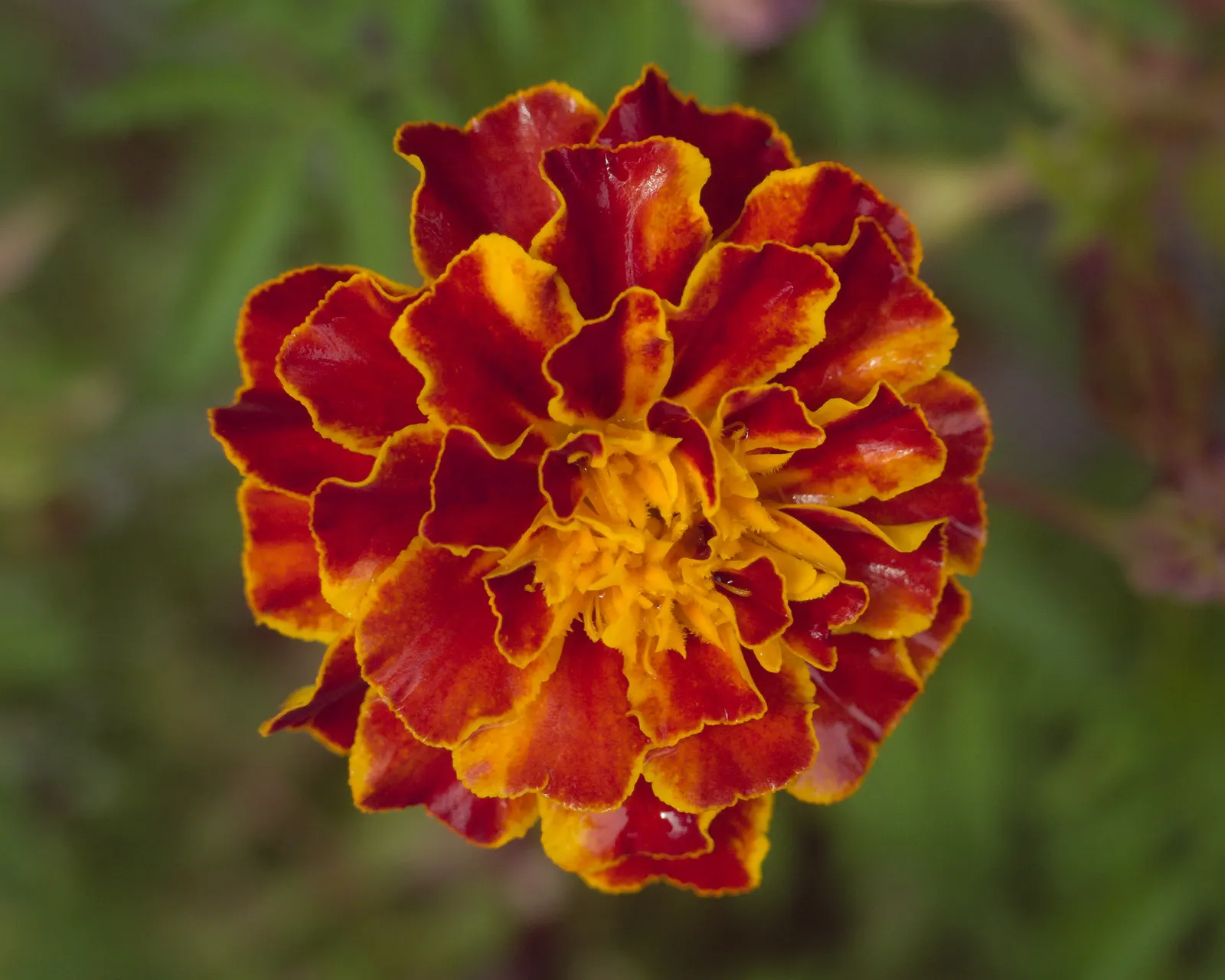 Marigold (Tagetes Hybrids) — These robust plants are renowned for their vivid yellow, orange, and deep red flowers; marigolds generally range in height from a