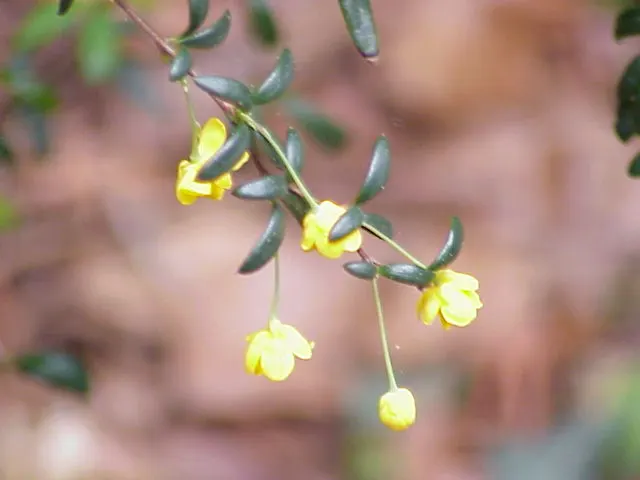 Golden Barberry (Berberis X Stenophylla) — It is a robust evergreen shrub