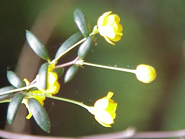 Golden Barberry (Berberis X Stenophylla) — recognized for its striking golden-yellow to orange flowers that bloom in the late spring