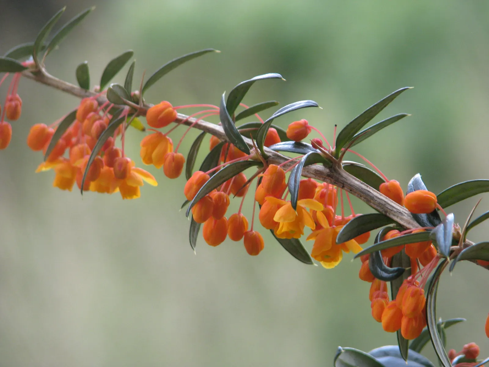 Golden Barberry (Berberis X Stenophylla) — It features arching branches