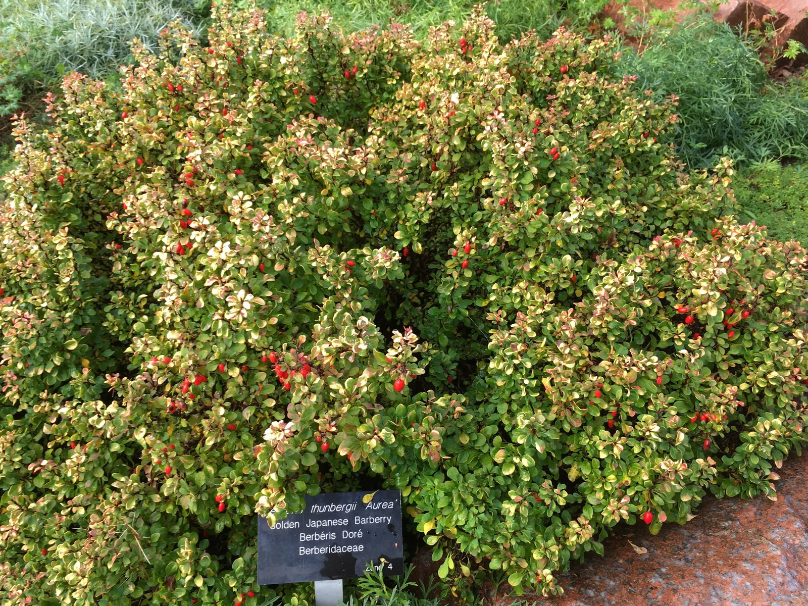 Golden Barberry (Berberis X Stenophylla) — Thrives in well-drained soil, USDA zones 6-9