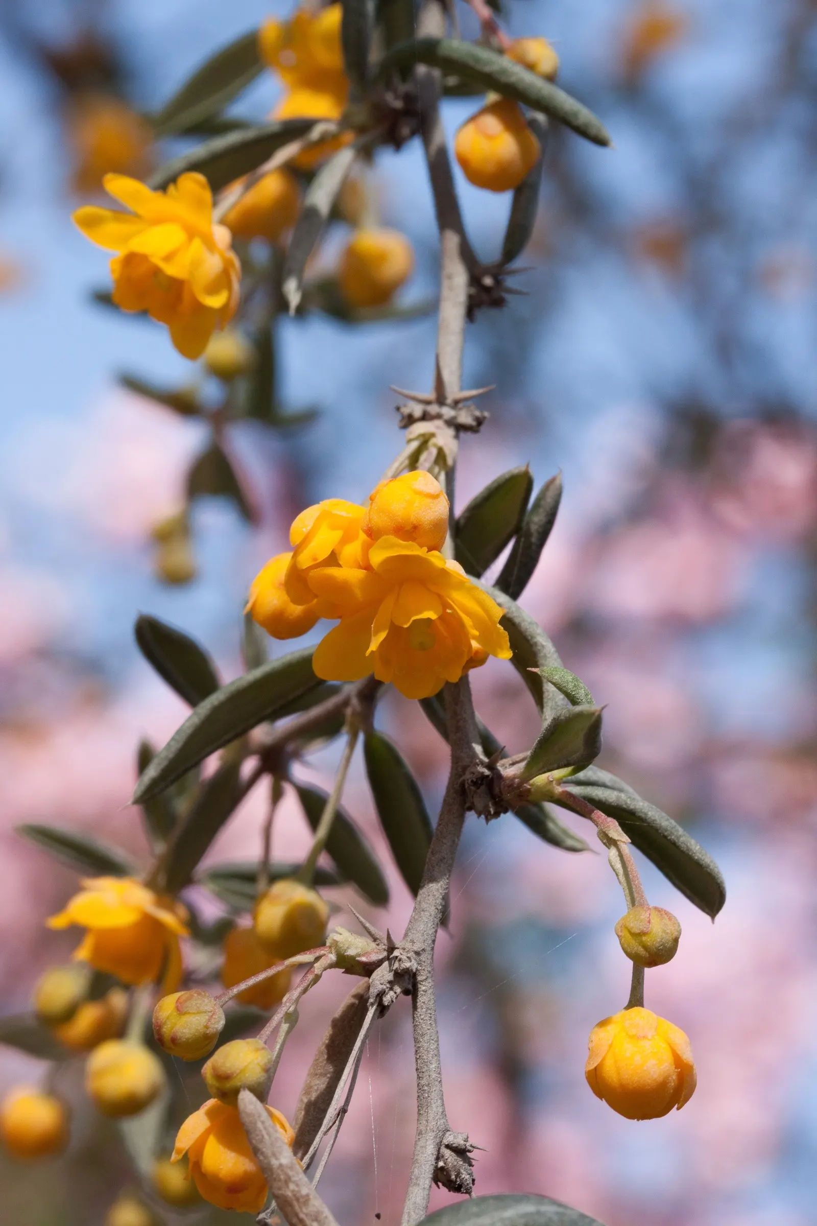 Golden Barberry (Berberis X Stenophylla) — Hardy across USDA Zones 6 to 9, it can sustain temperatures down to -10 degrees Fahrenheit